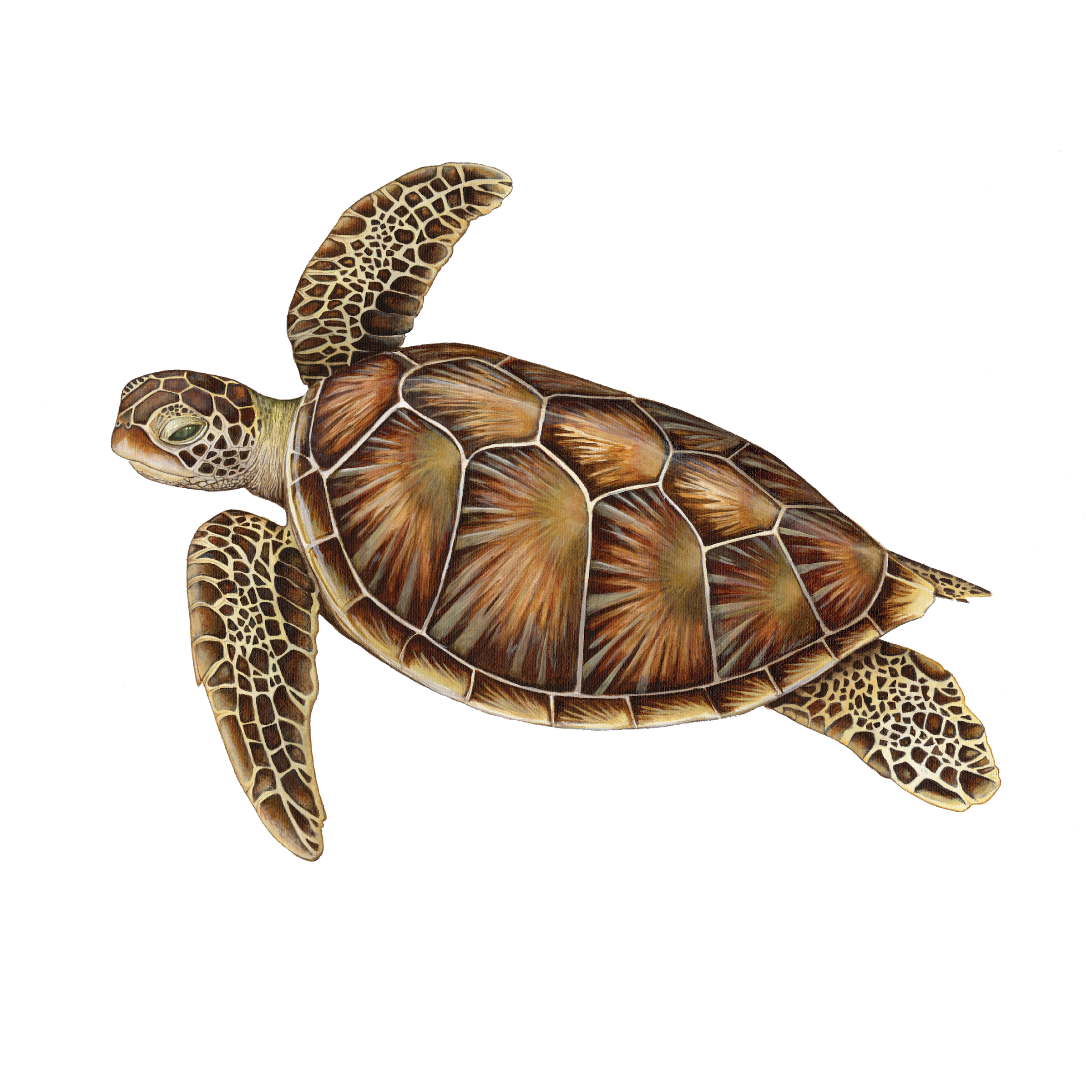 Independent Illustrations