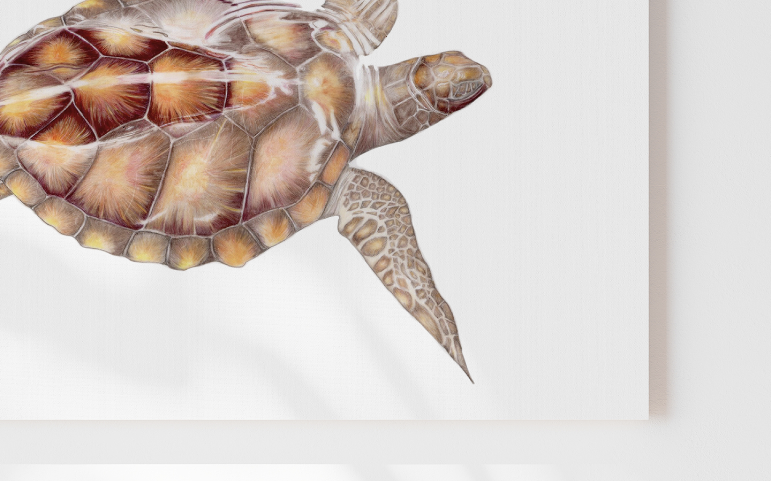 Sea Turtle 001 Closeup.png