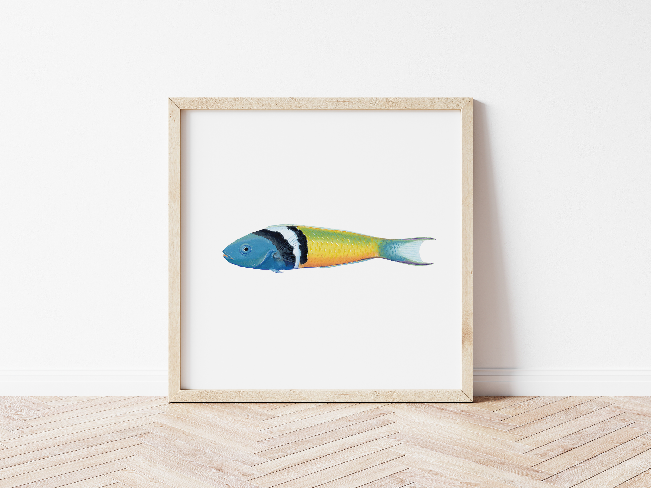 BlueheadWrasseSquareWoodFrameFloor.png