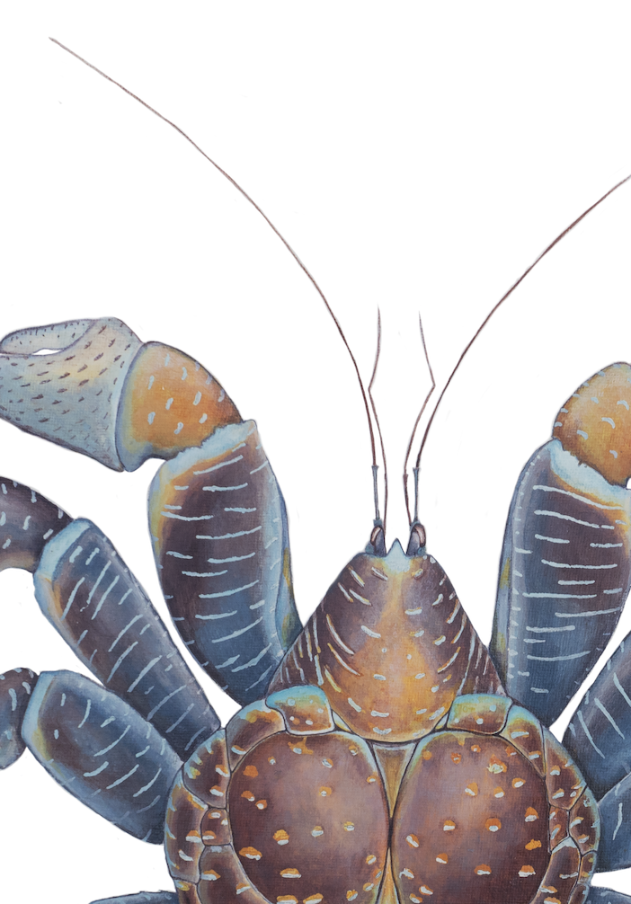 Kaveu Closeup middle.png