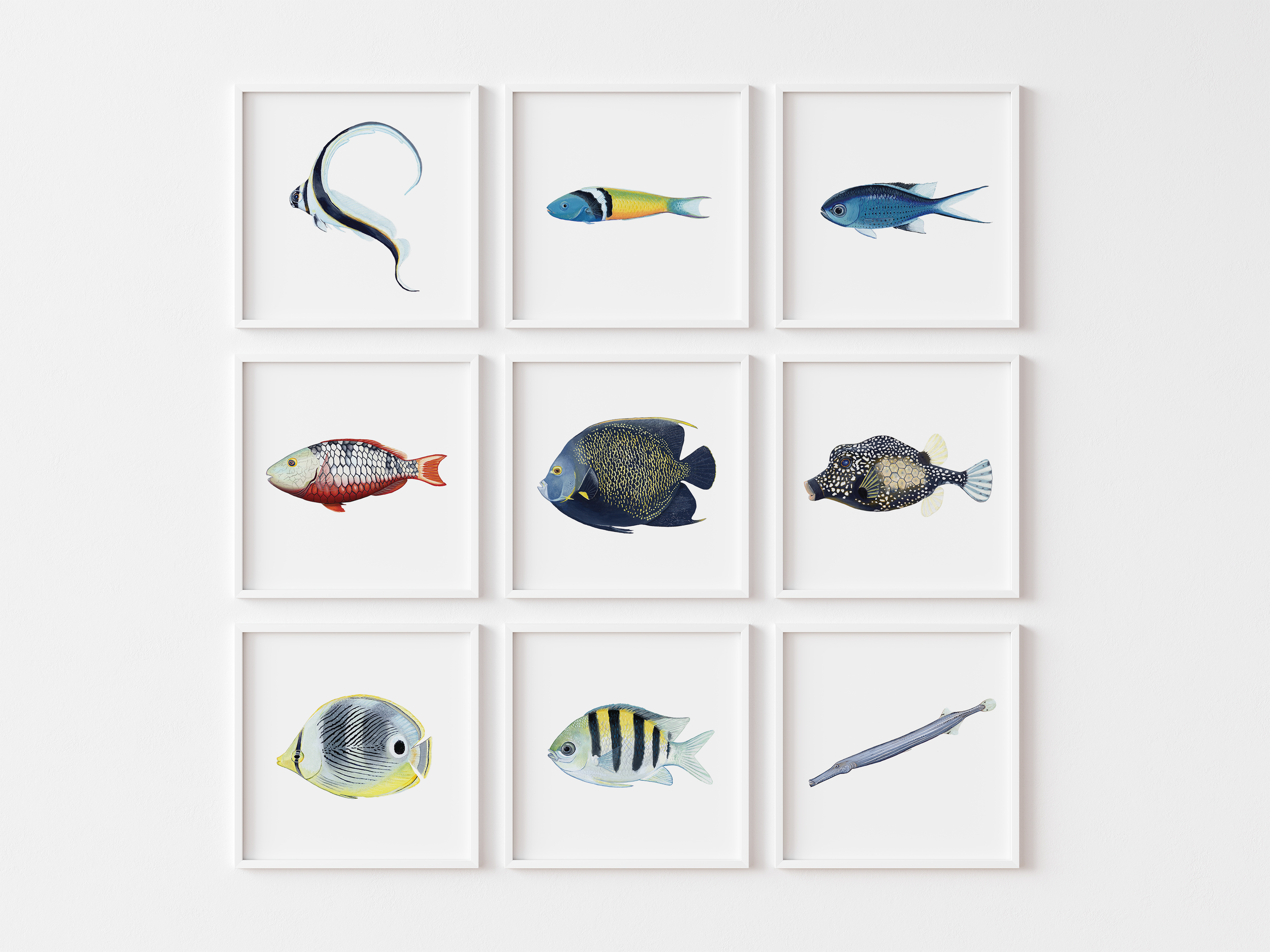 Reef Fishes Seperate on Wall.png