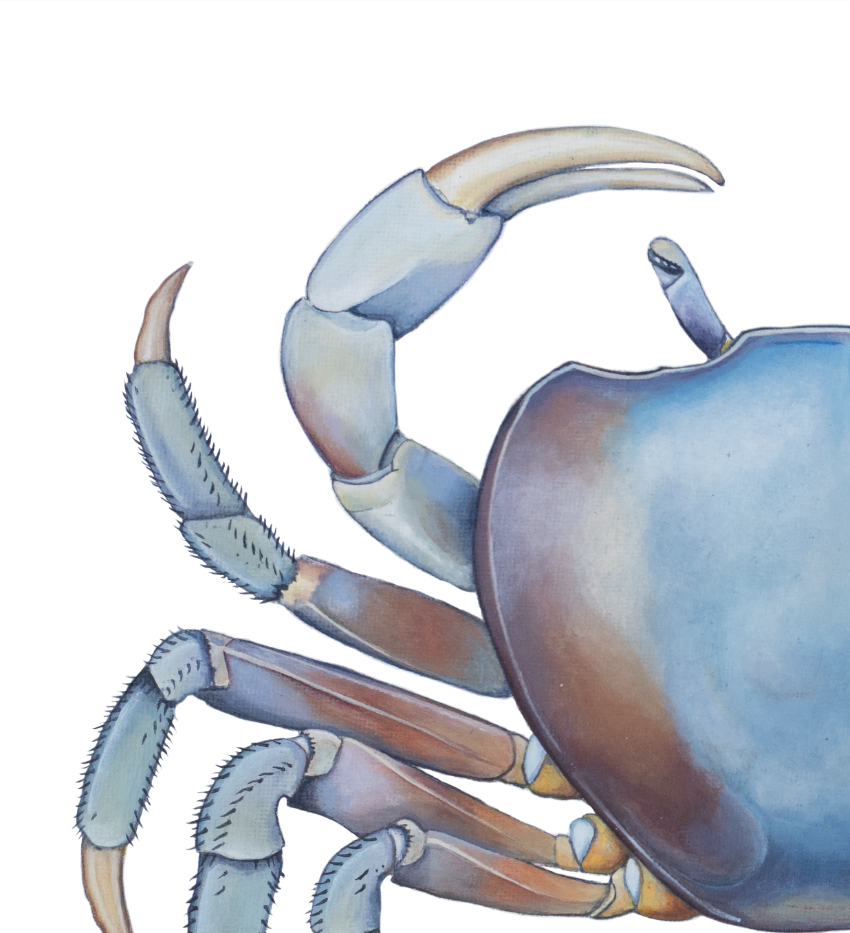 tupa closeup.png