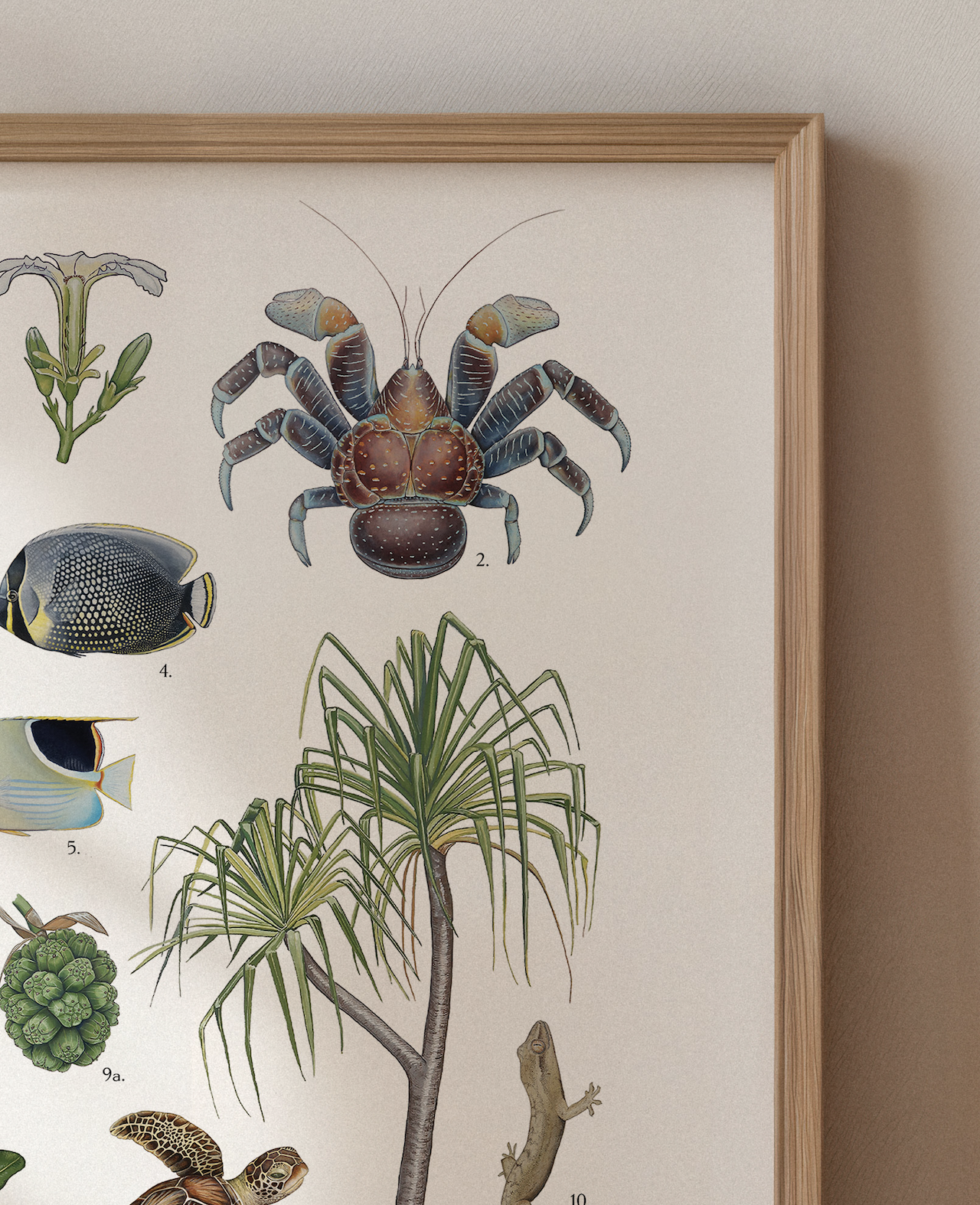 Species of Pacific Upper Corner.png