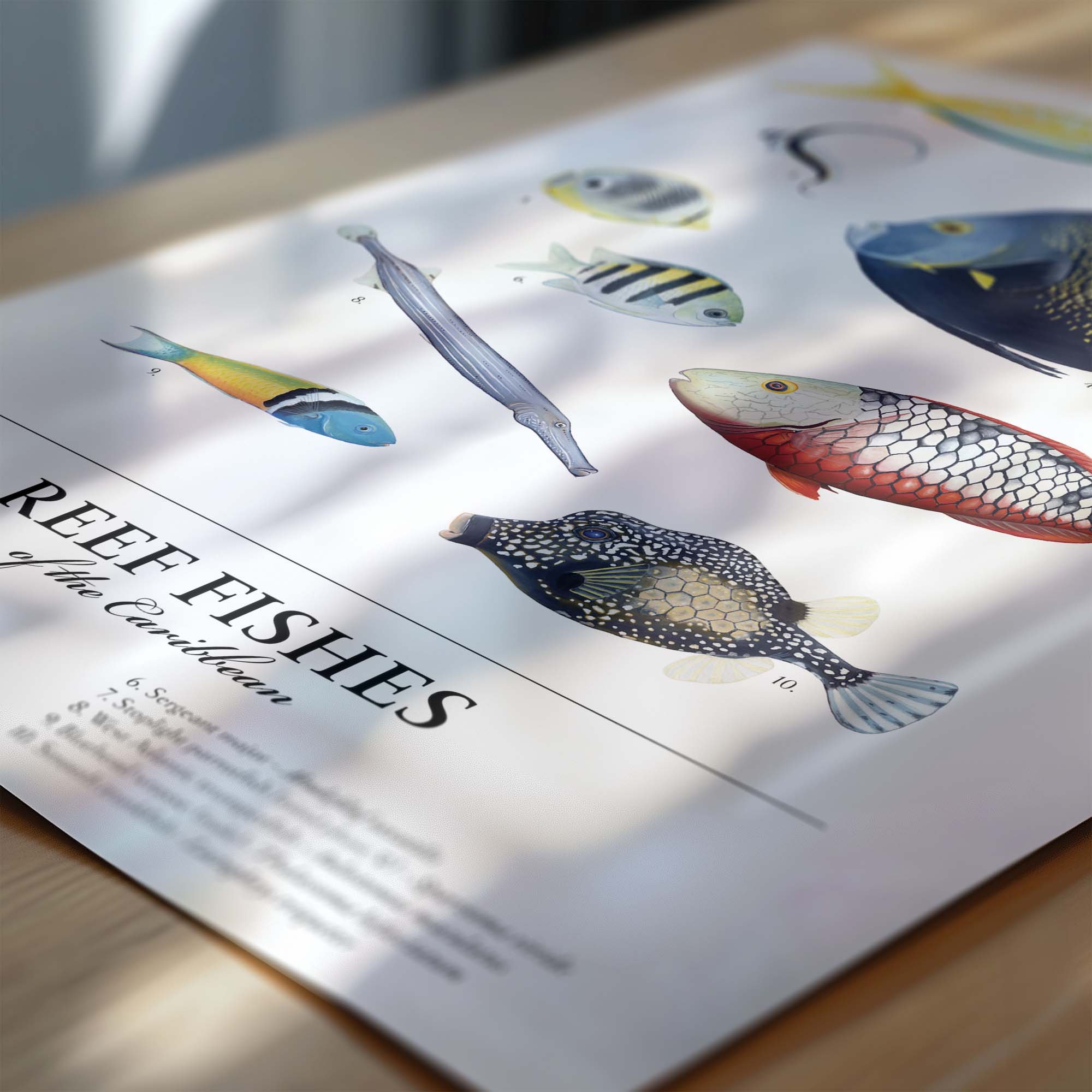 ReefFishes_Closeup_Mockup.jpg