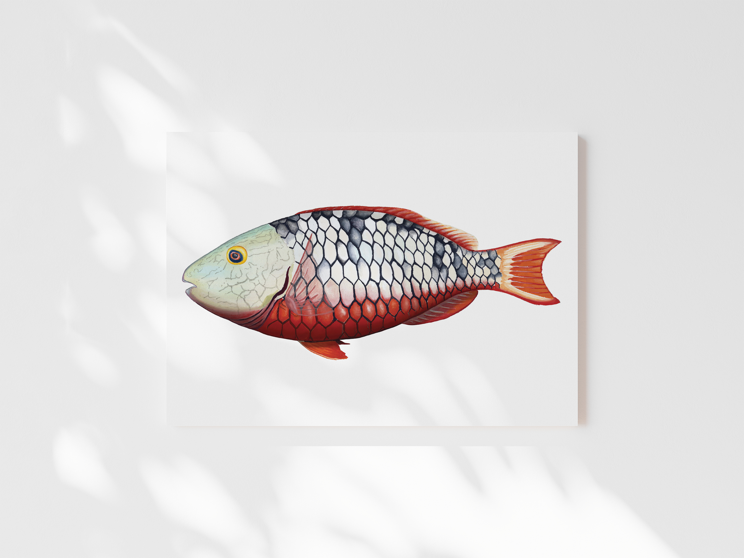 Stoplight Parrotfish Print