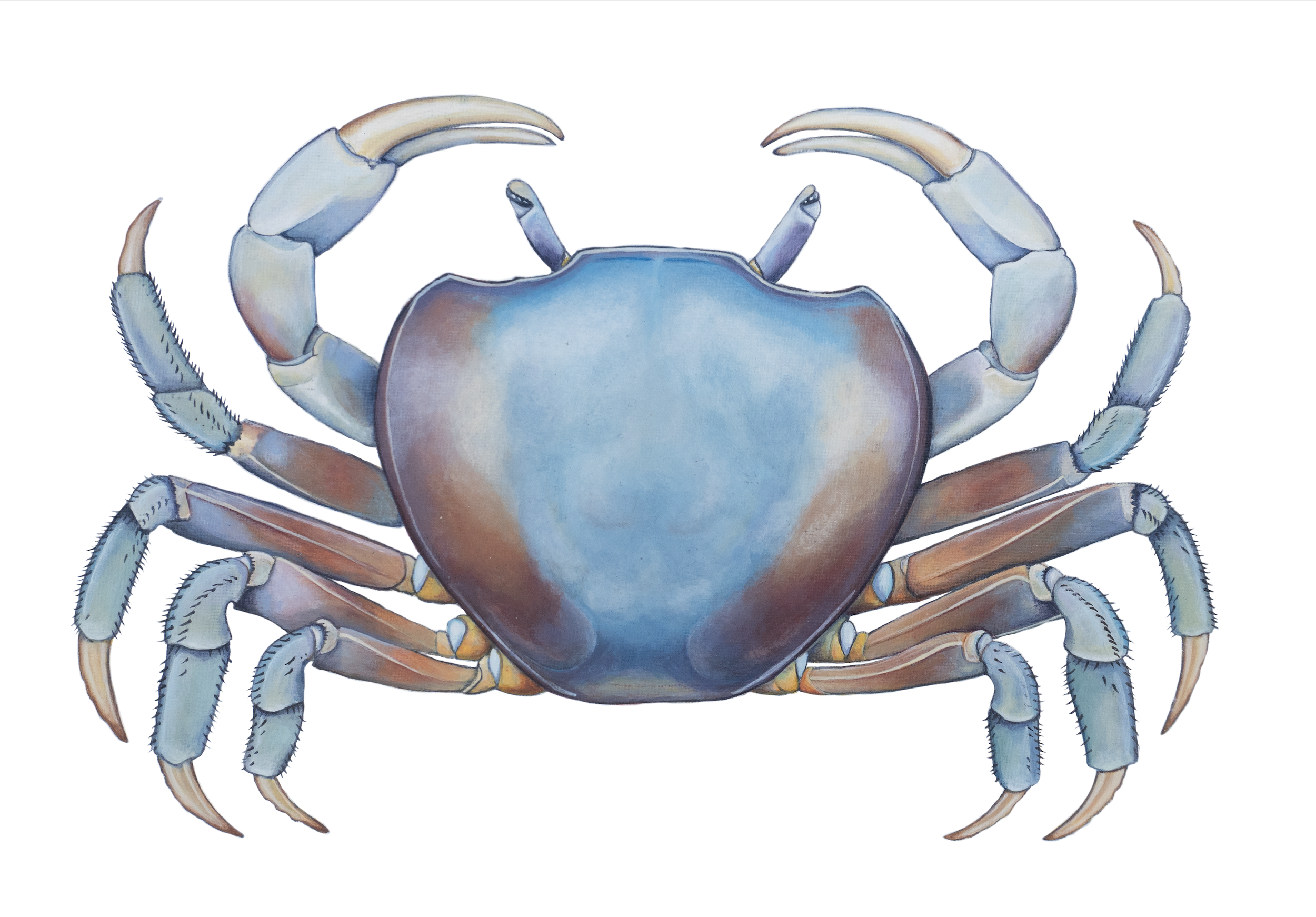 Tupa Print -- Terrestrial Crab