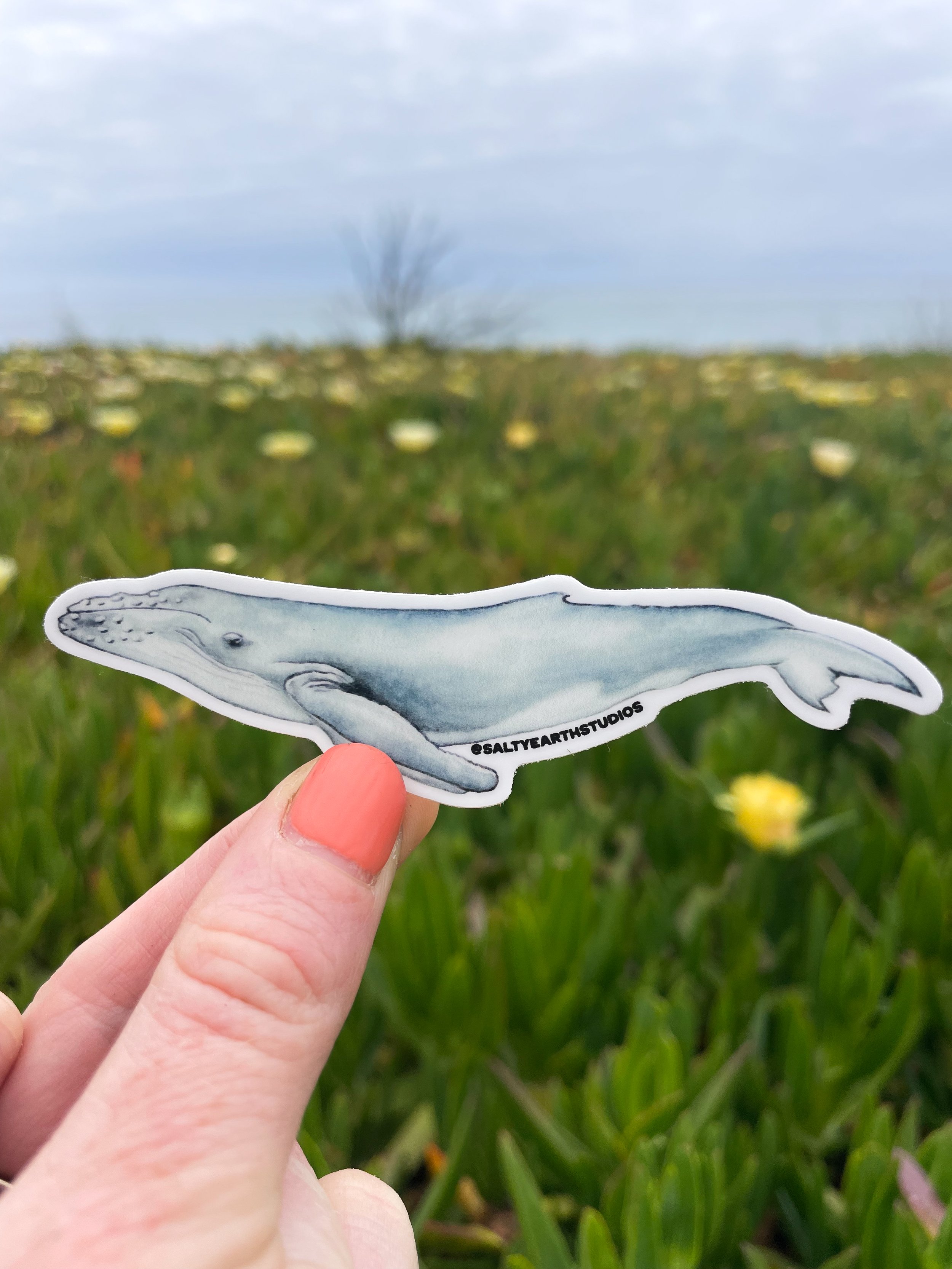 Humpback Whale Sticker