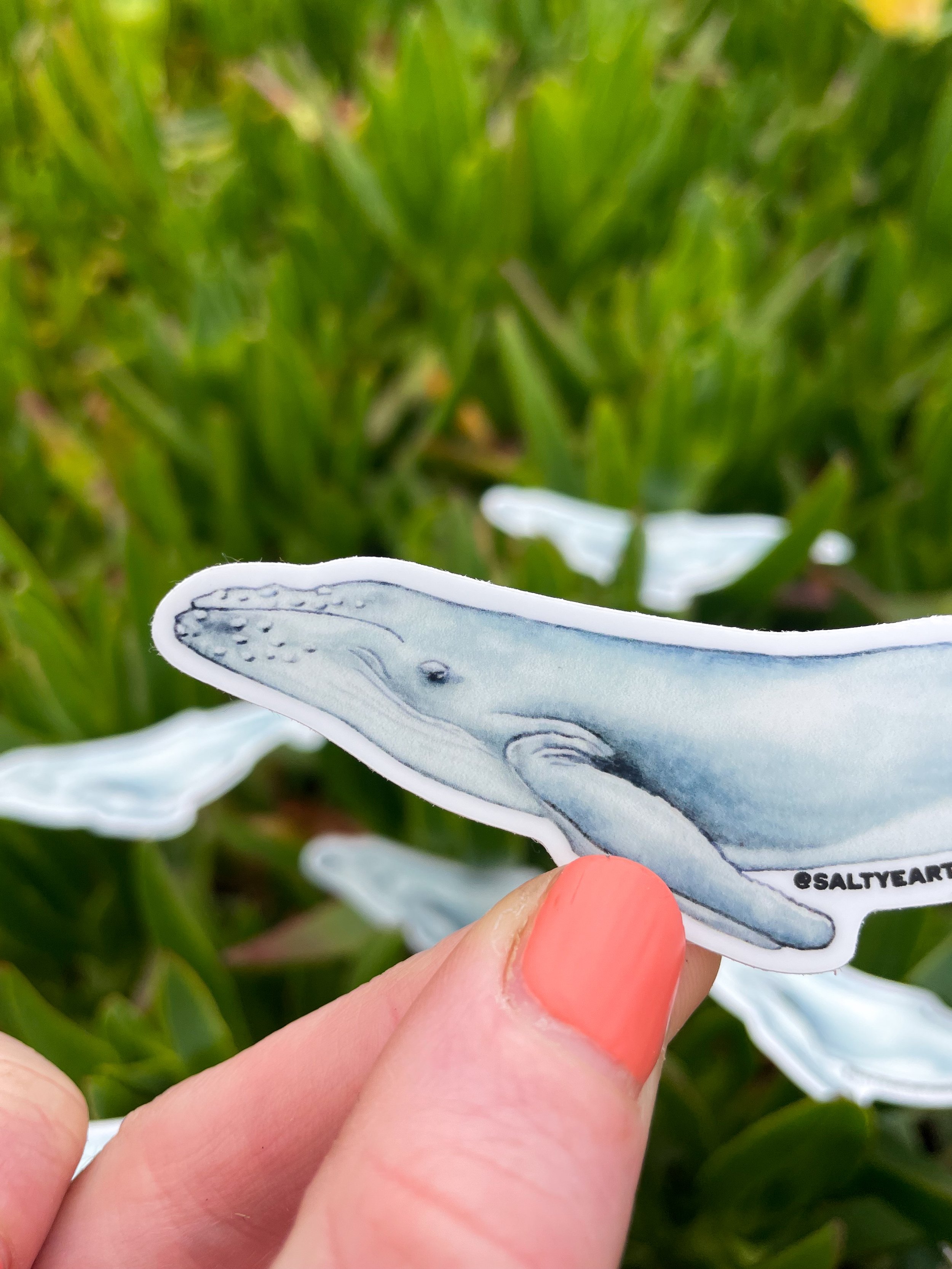 humpback whale sticker-2.jpg