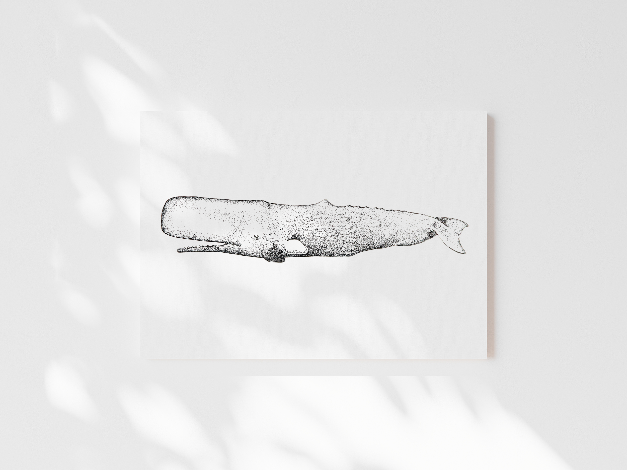 Sperm Whale Print