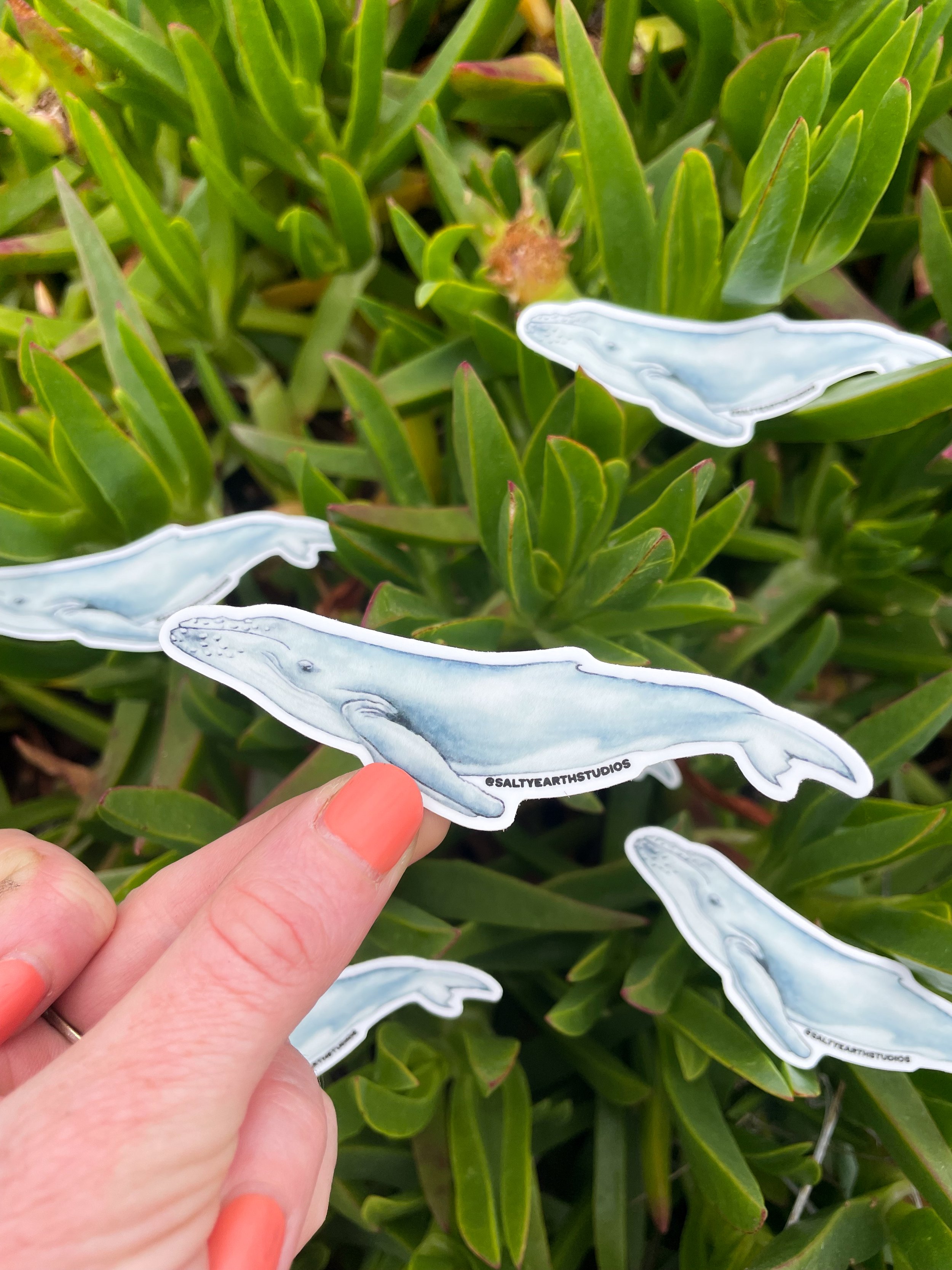 humpback whale sticker-4.jpg