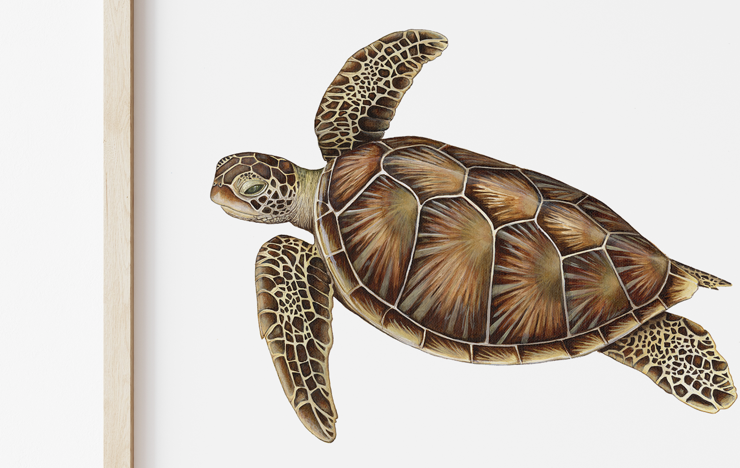 GreenTurtle Closeup 2.png