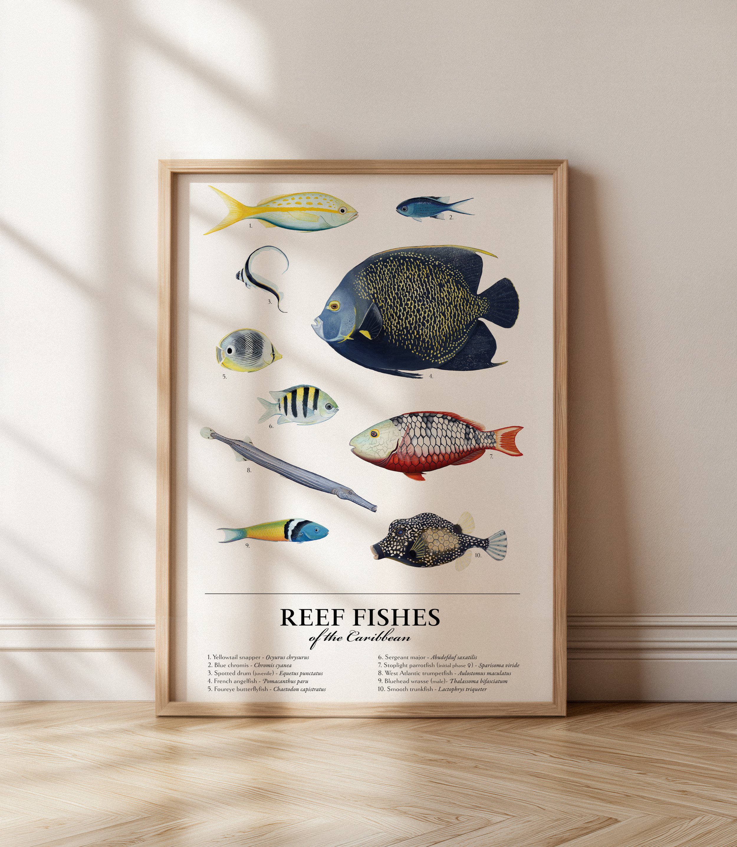 Reef Fish of the Caribbean Print