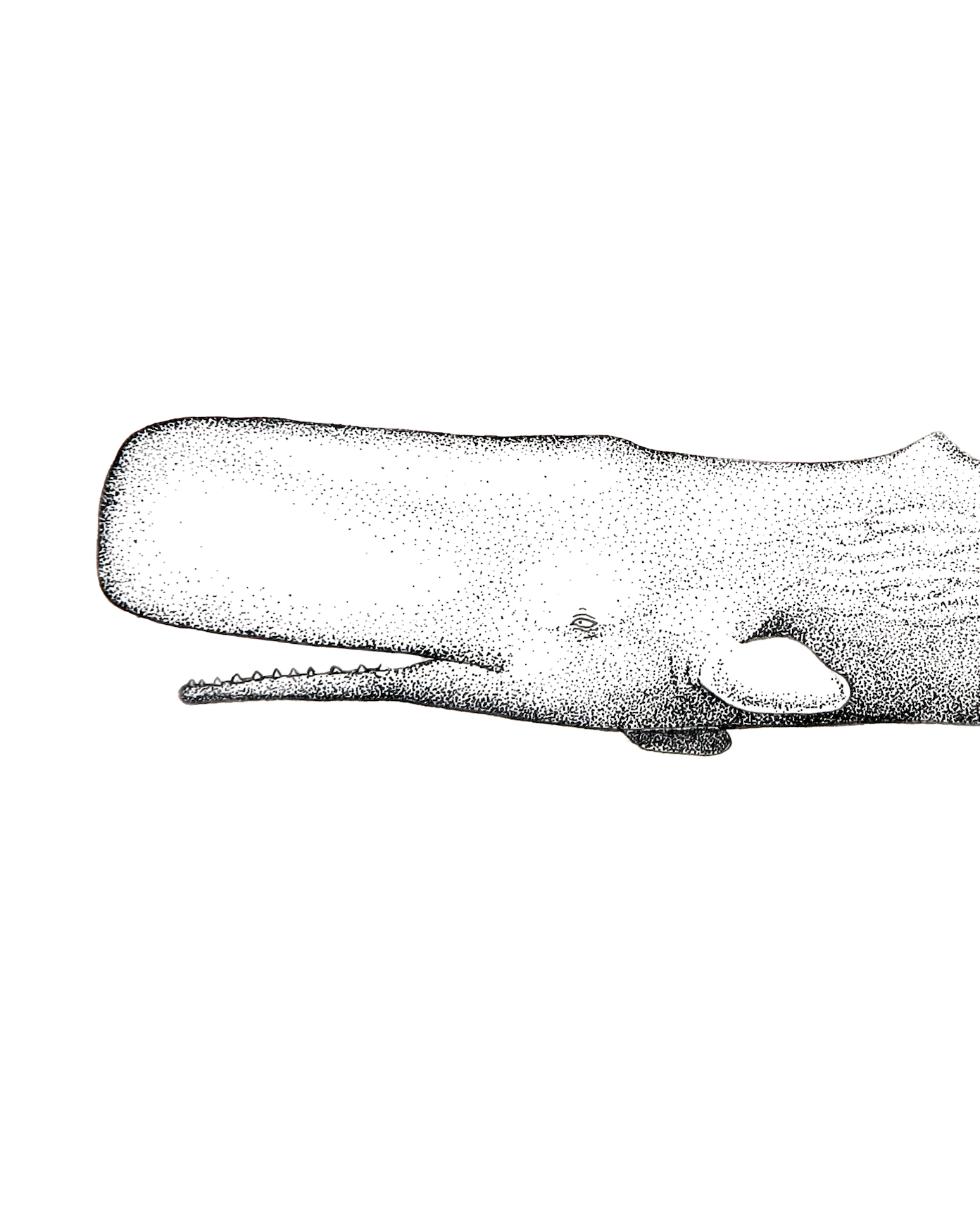 sperm whale closeup.png