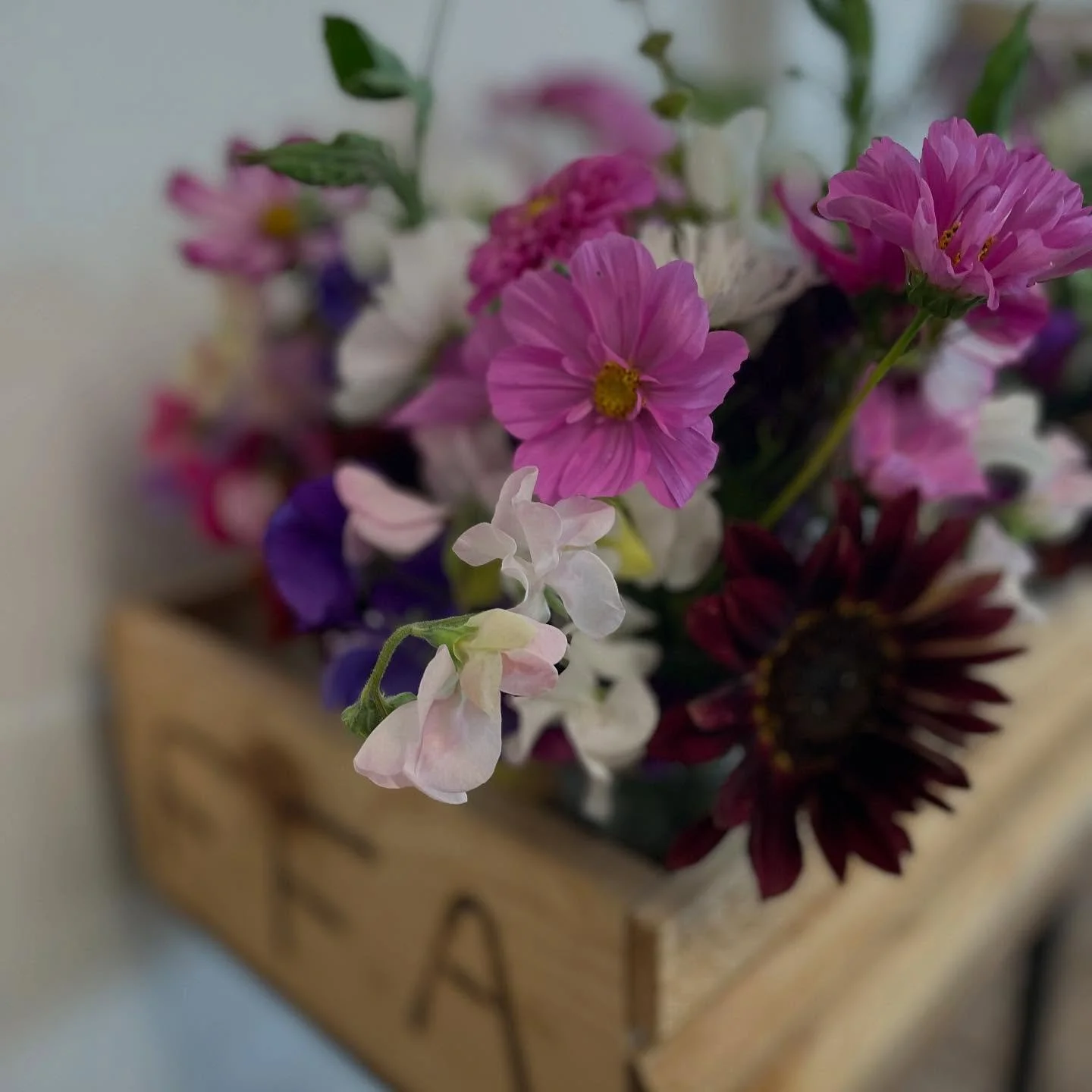 🌸🌻More fresh picked bouquets available - cosmos, sweet peas, and sunflowers🌸🌻