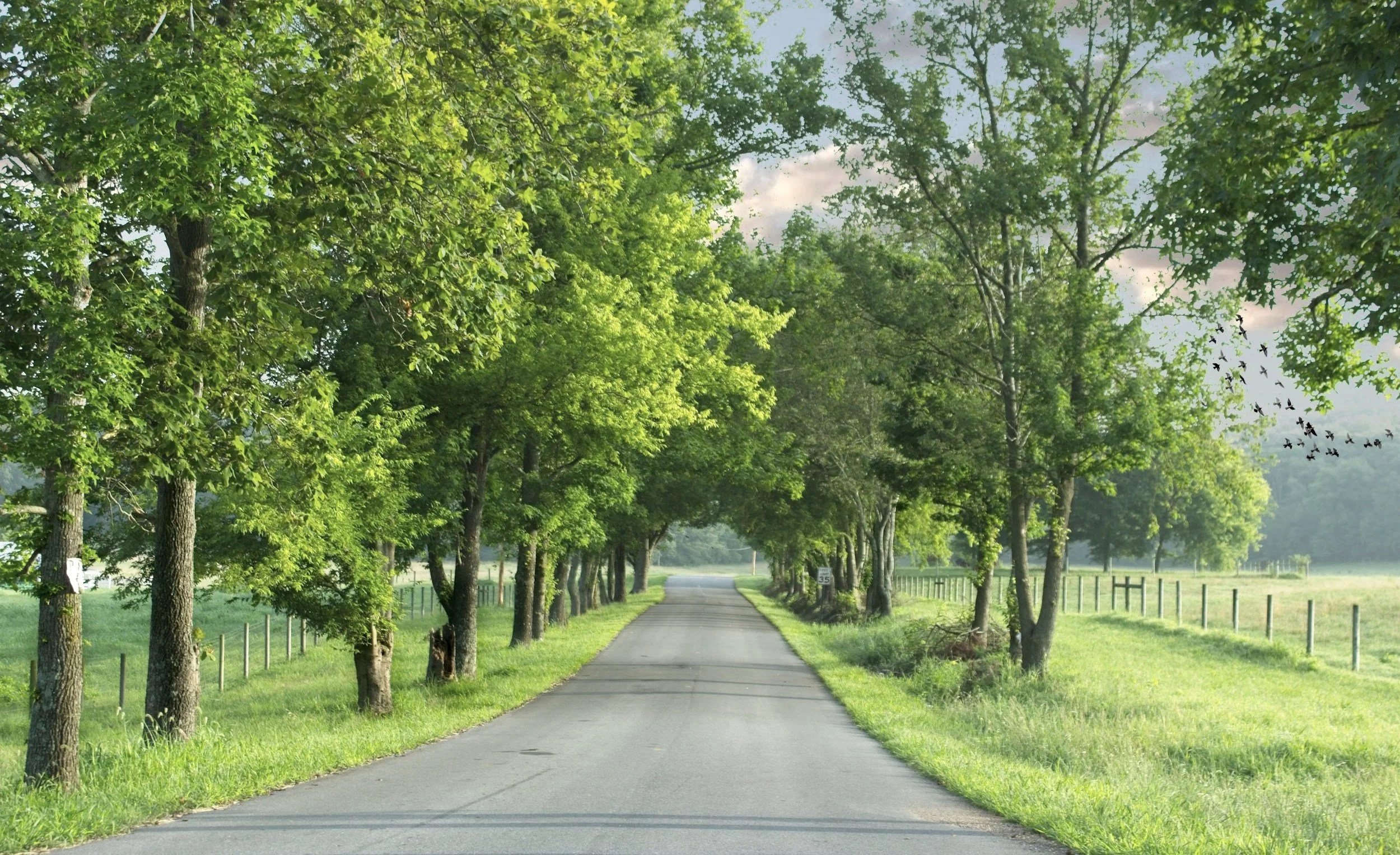 Tree-lined road symbolizing a grounded, reflective therapeutic journey