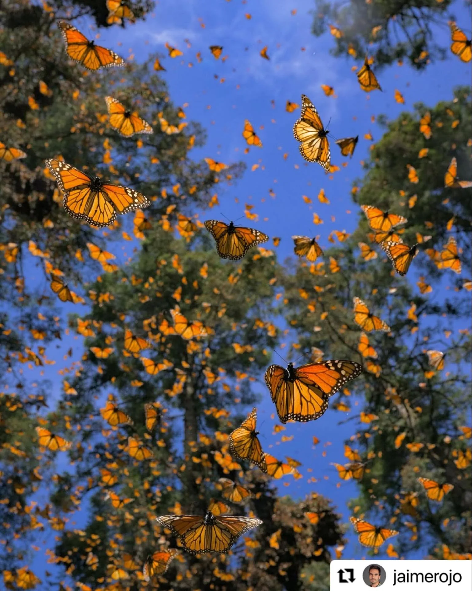 Sometimes I feel very small, caught in currents so much larger and more powerful than me. I feel battered, tossed by forces well beyond my own control.
Then I think of monarch butterflies, who migrate across hemispheres, their tiny wings carrying th