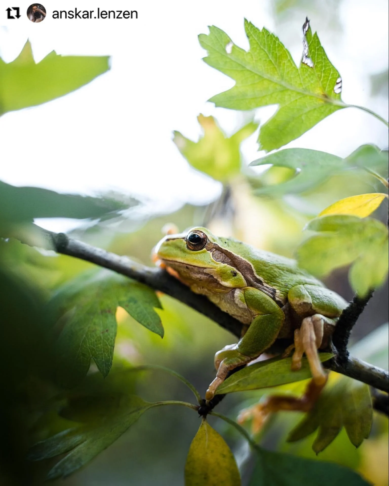 As dusk descends, the frogs begin to sing.
At this time of the year, I leave the windows and doors open as night falls. The darkening house fills with the cool night air and the spring songs of frogs.
Pure magic, frogs. Not creatures of the land or