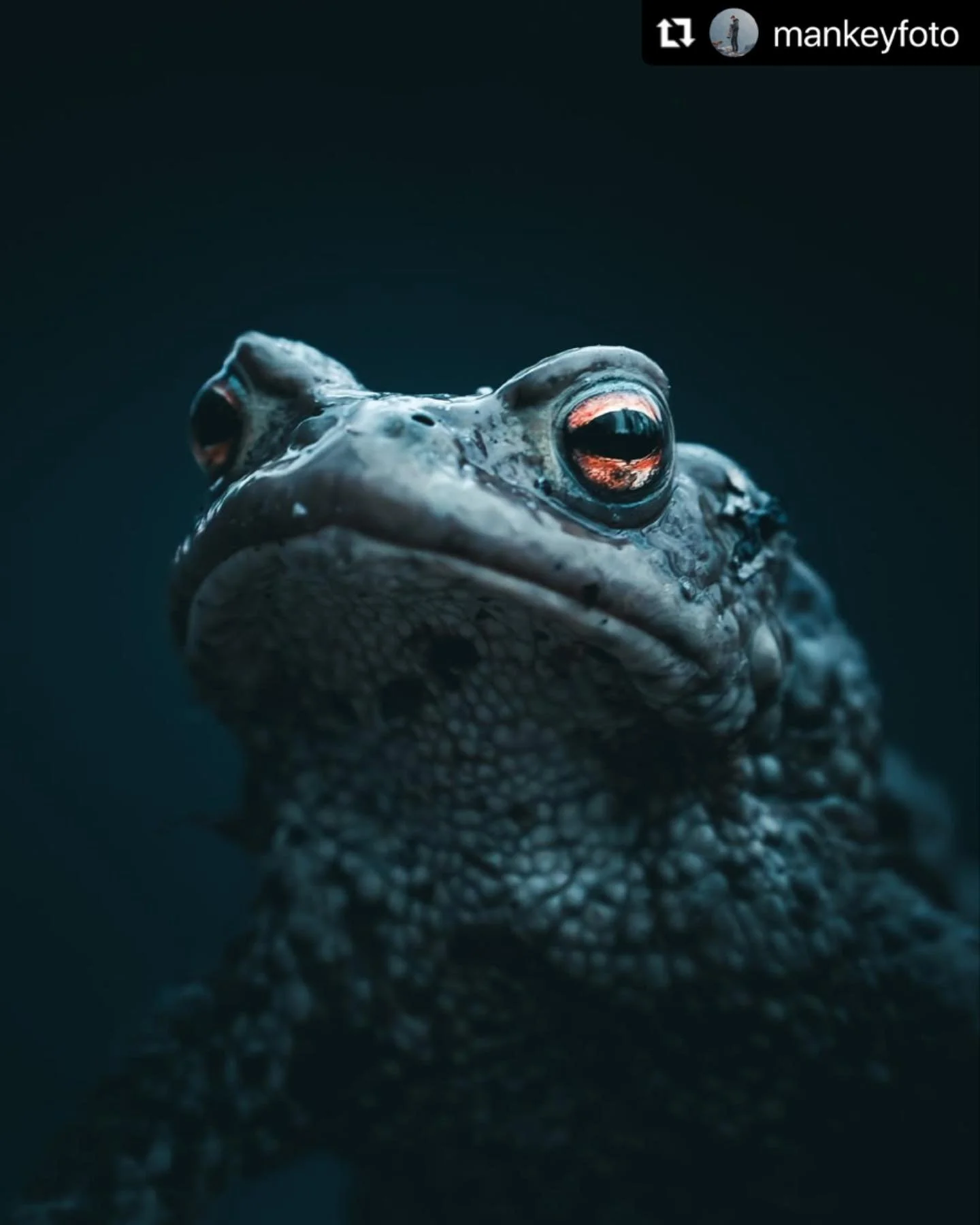 Toads have long been seen as witches’ companions. 
This time of year, when my evenings fill with frog song, I think of toads. Australia has no native toads at all. There is only the cane toad, an introduced and invasive species which has had a