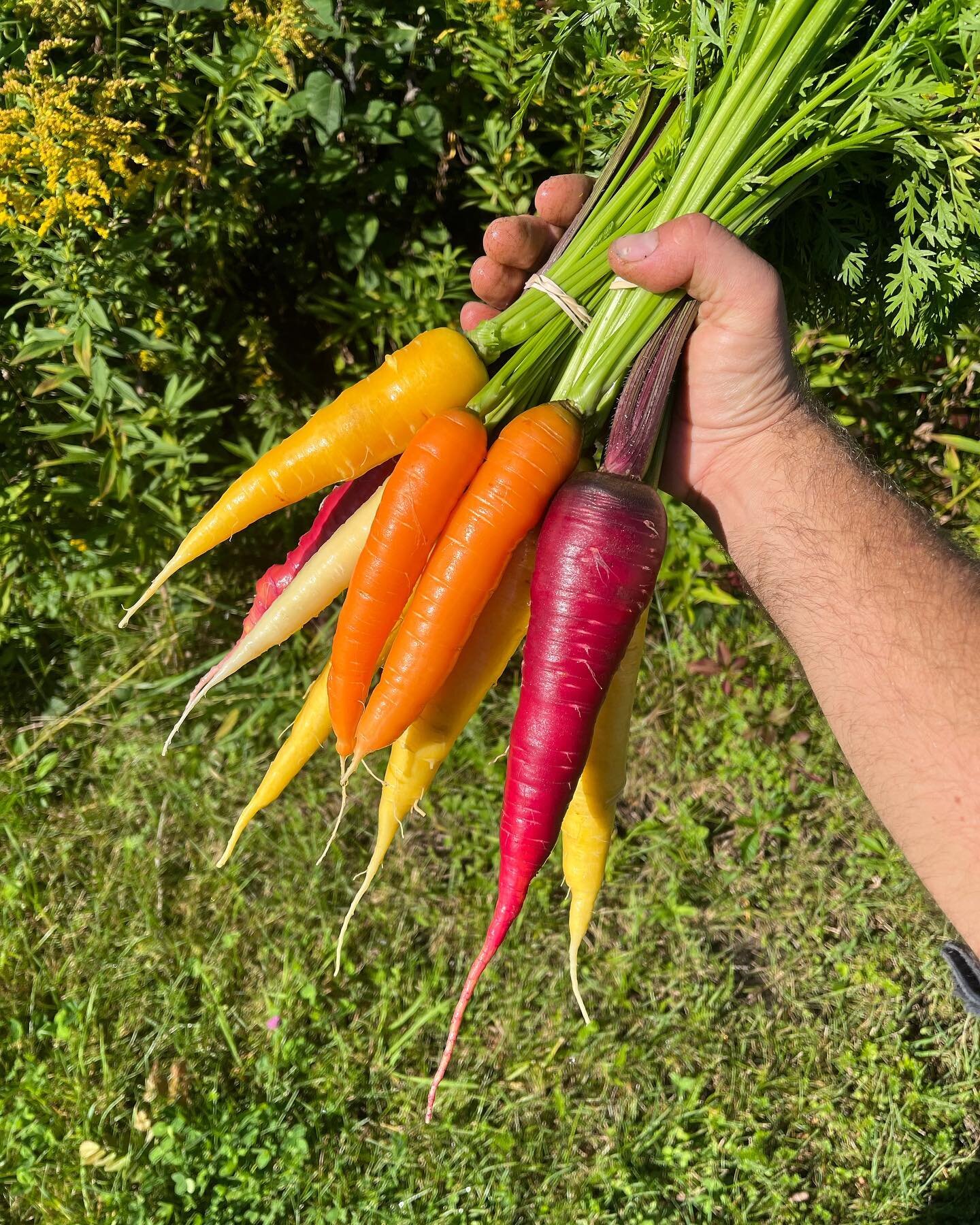 Chasing rainbows on the farm today 🌈🥕🥕🥕☀️

#rainbowcarrots #northwestcornerfarm #northwestcornerct #litchfieldcounty #nwct #winchesterct #winstedct