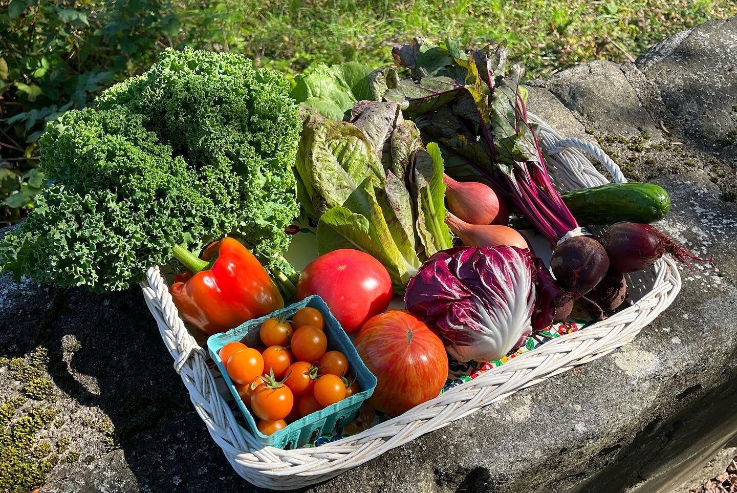 Week 16 Farm Share
1. Loose leaf baby Freckles and Green Towers Romaine
2. Leonardo Radicchio Heart
3. Curly or Red Russian Kale (Optional - your choice of variety)
4. Fresh Boro Beets
5. Red or Green Bell Pepper
6. Cucumber
7. Shallots (Cured)
8. Su