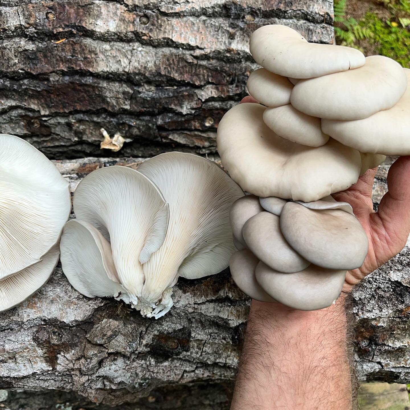 📢 from Farm Manager Adam Buggy: &ldquo;Big deal in the mushroom yard right now. First gray dove oysters @fieldandforestproducts making an appearance!&rdquo;

#mushroomyard #oystermushrooms #graydoveoystermushrooms #fieldandforestproducts #northwestc