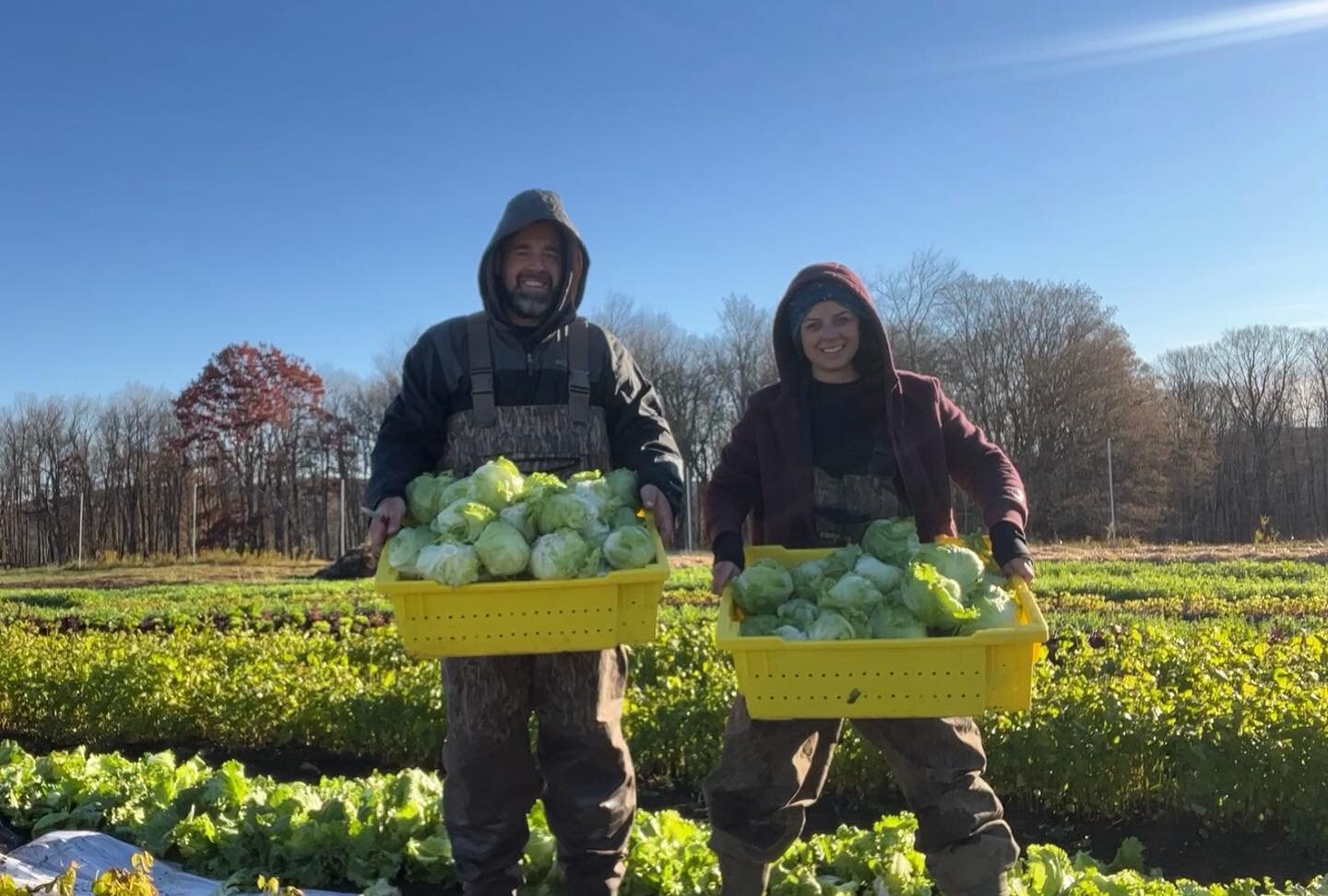 Happy Halloween morning! We&rsquo;re out here in the first frost of the season harvesting iceberg lettuce in the ice, in our stylish duck waders 🥬 🦆🥶

In other news, we&rsquo;re thrilled to have been selling our fresh vegetables to local schools (