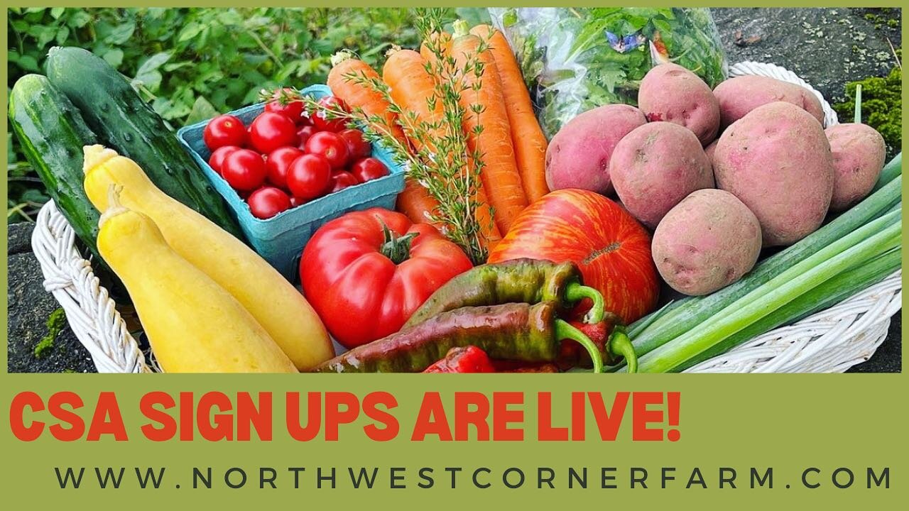 Full and half shares now available! Commit to a full share by January 31 and we will be pleased to offer you a credit of $35 to redeem for additional veggies during the season!  Head over to our website: www.northwestcornerfarm.com to sign up!  #supp