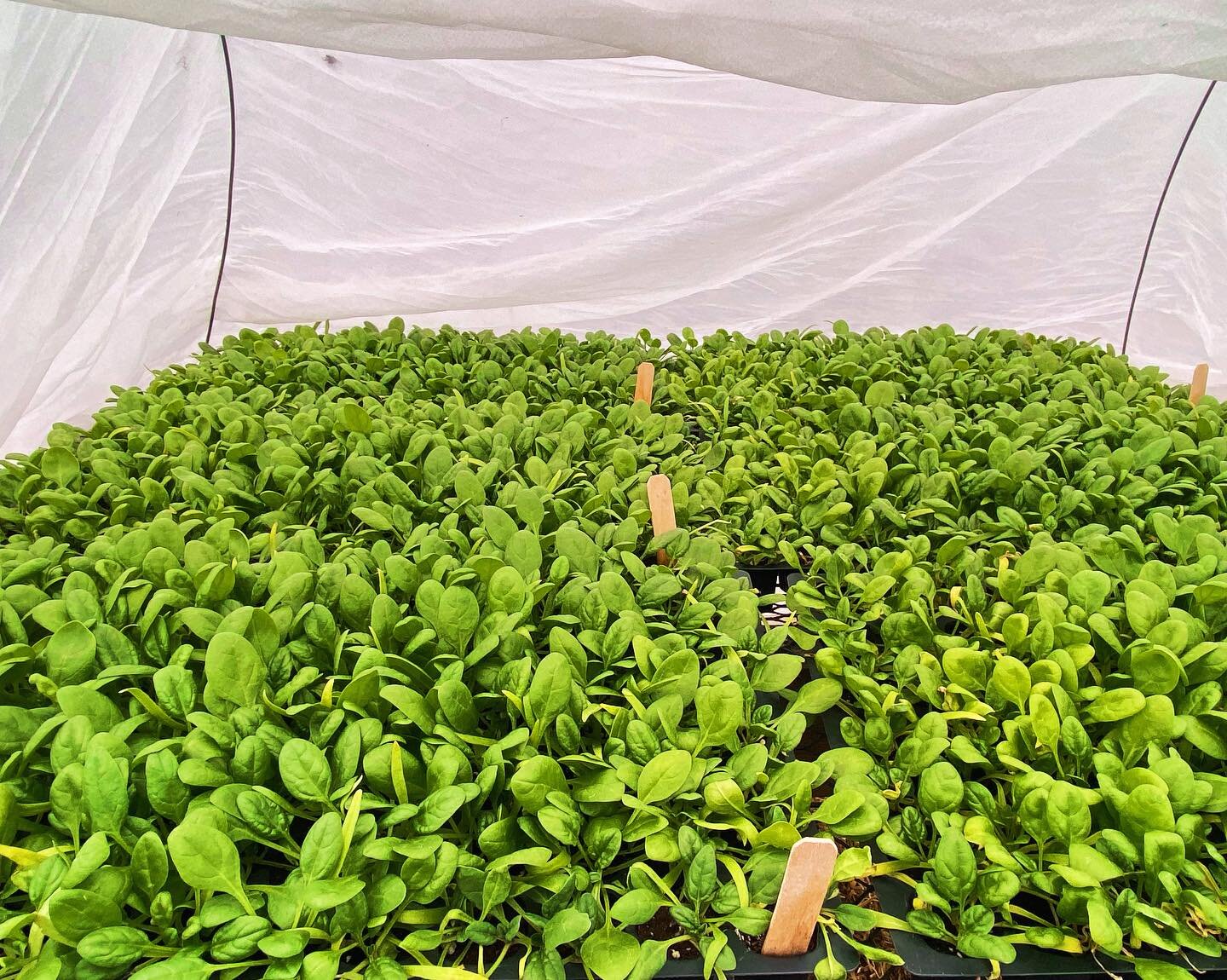 Our Spinach babies are looking happy after their first night of hardening off! Time is flying-these little ones hit the ground in our greenhouse this week! 🌱 #localfarmer #supportlocal #northwestcornerct #litchfieldcountyct #growyourown #organically