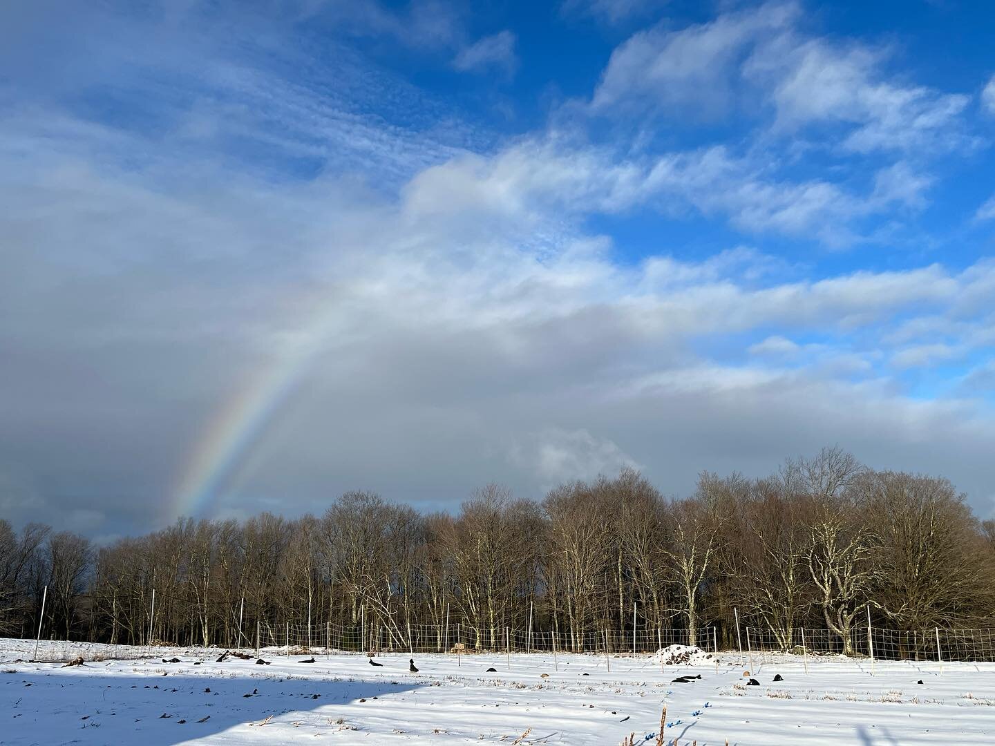 End-of-day and end-of-storm rainbow over our snow-covered growing plots. Goodbye to cloudy Winter, hello to sunny Spring (?)

#rainbow #northwestcornerfarm #northwestcornerct #litchfieldcounty #nwct #winchesterct #winstedct