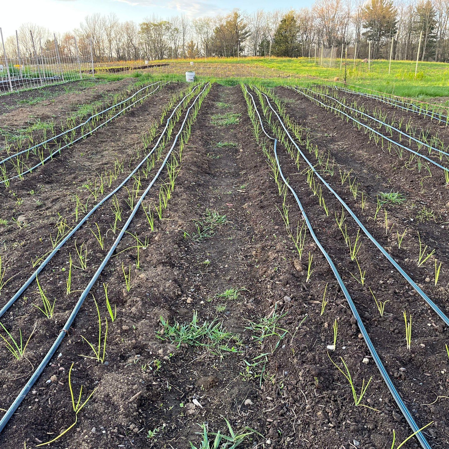 📣 Big news: As of today, Northwest Corner Farm is &quot;certified organic&quot; by Bay State. The only organic farm in Winchester, and one of just a handful up here in the Northwest Corner (we see you, neighbors! @highsilofarm @adamahfarm @wildcarro