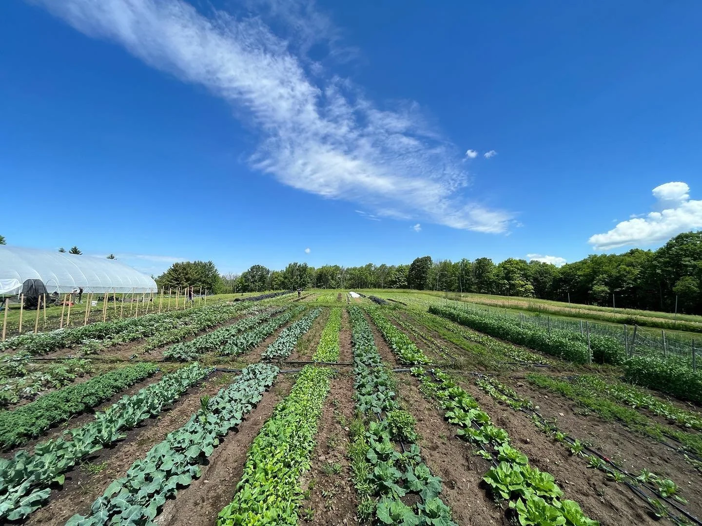 Big week this week. We have doubled our field capacity and we&rsquo;re fully-planted out, and it&rsquo;s also week one of our 2024 CSA season! Members&hellip; See you on Friday June 14 3-6pm. Here&rsquo;s to summer! 🥬🍆🥔🥗🥦🥒🥕

#northwestcornerfa