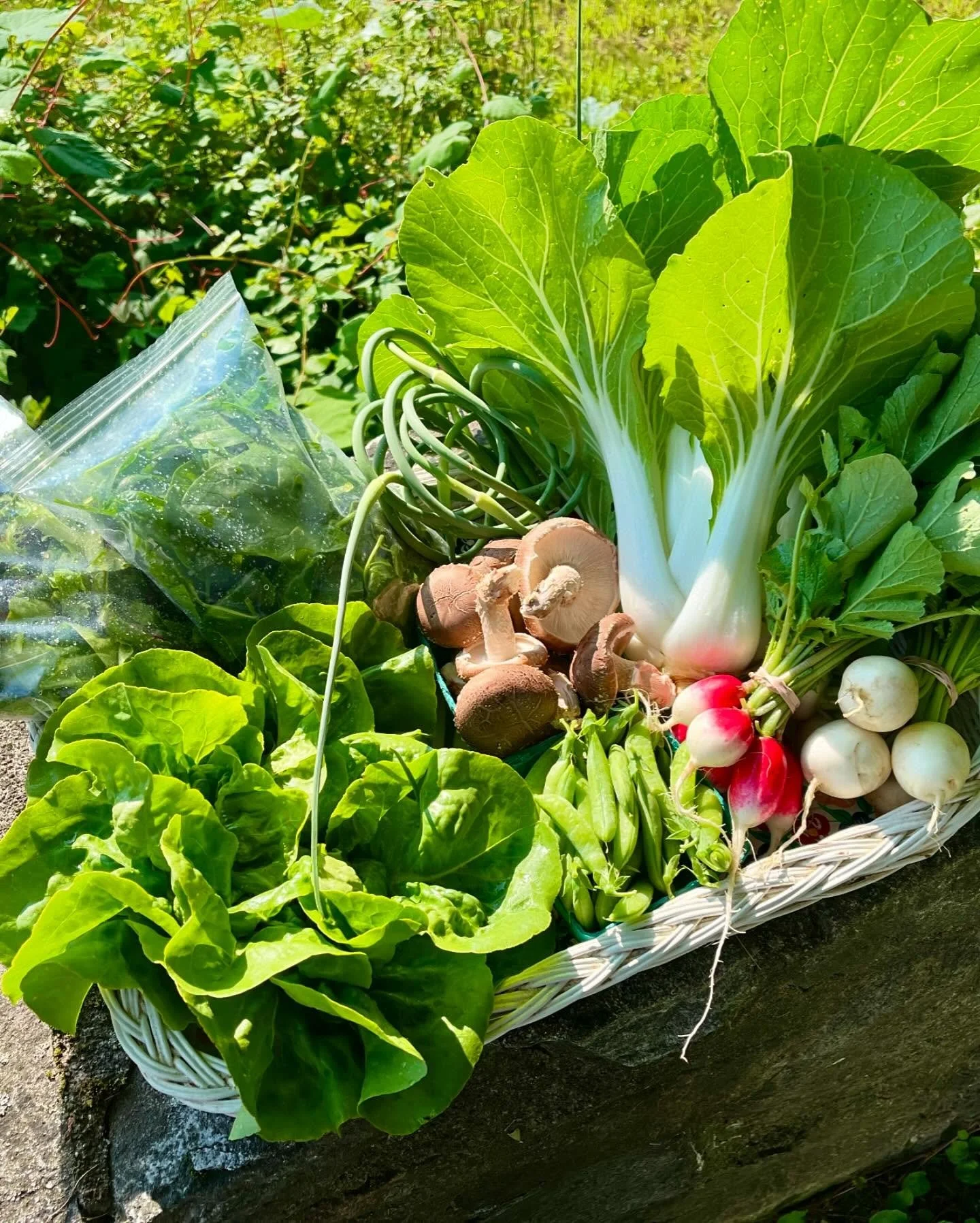 We are having a HEAT WAVE ☀️☀️☀️ out here in the Northwest Corner! Big thanks to the team for the hours of weeding lettuce, banishing bindweed, harvesting sugar snap peas on the daily (and occasionally sheltering under the wash-pack tent) during a br