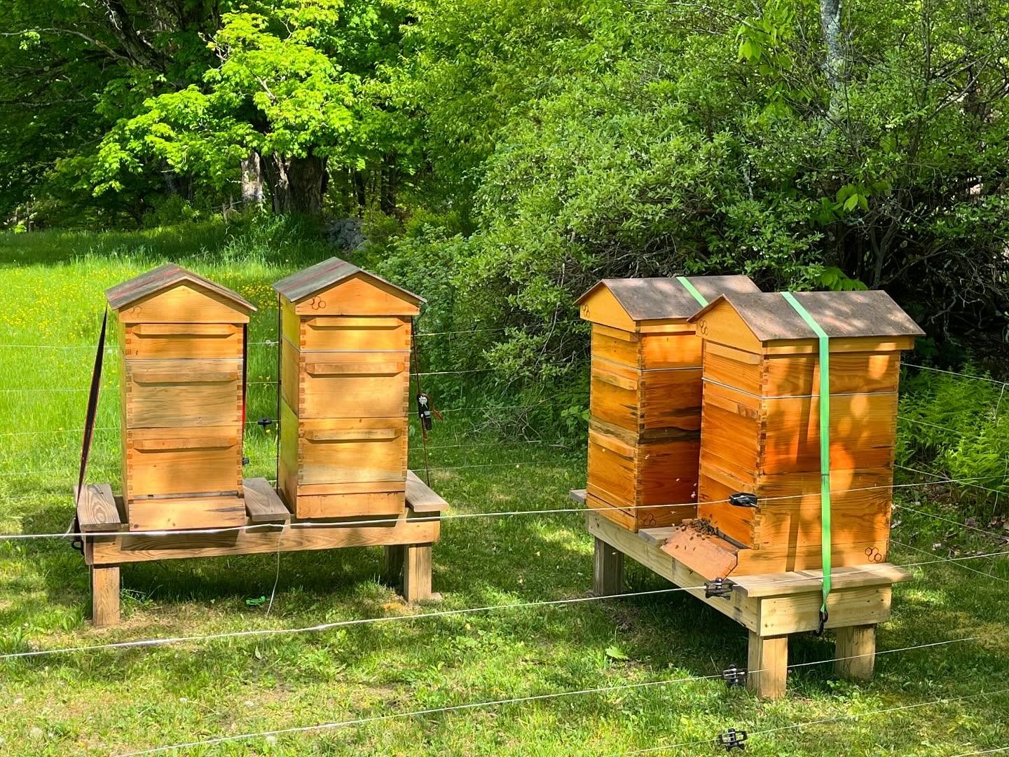 Happy Monday! 🐝 It&rsquo;s World Bee Day, the birthday of Anton Jan&scaron;a (pioneer of beekeeping born in 1734) and we couldn&rsquo;t bee happier to have these essential pollinators working hard on our farm. Thanks to the team at Beeworks @beework