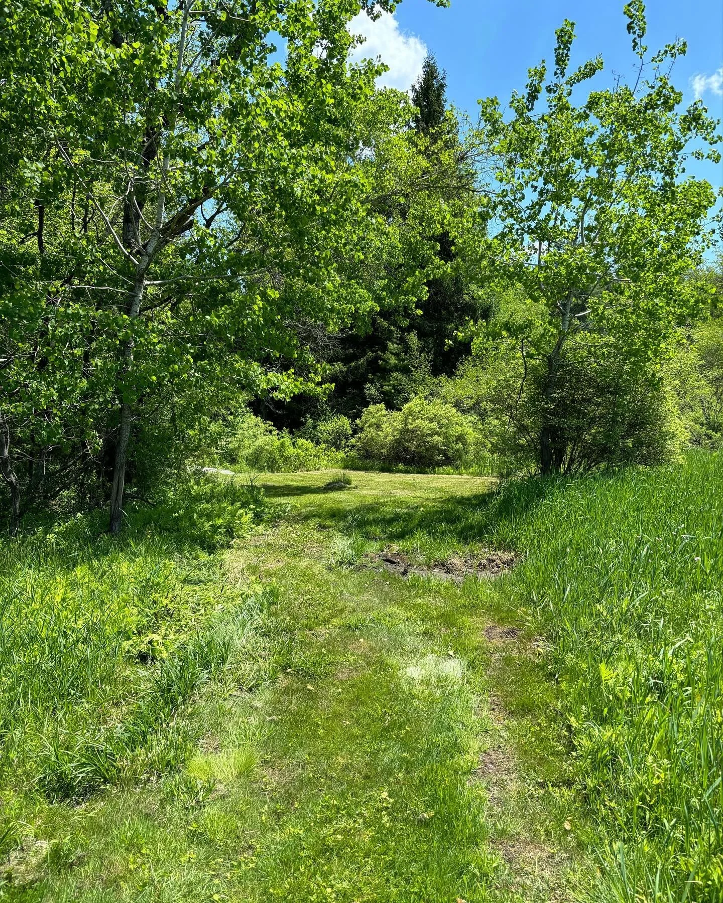 Who - or what - might be tucked down in the hemlock grove behind the old spring-fed swimming hole, down the freshly-mowed path and over the little Gator bridge? Why it&rsquo;s Farmer Adam in the mushroom yard, building fruiting racks for the shiitake