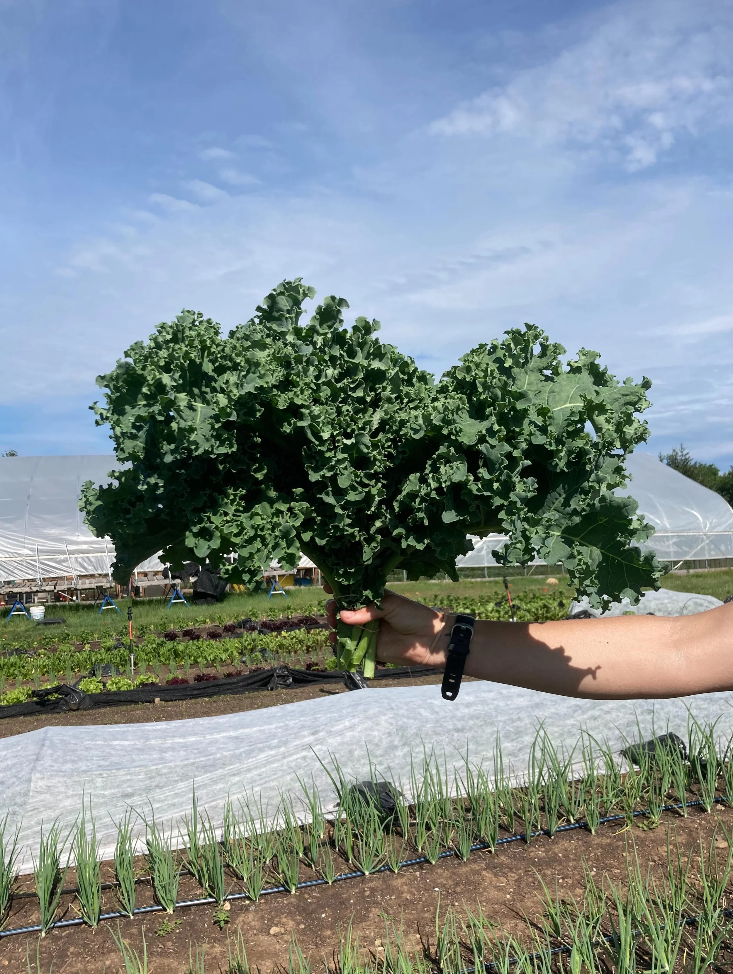 ⚠️Pop-up market alert⚠️ Find us at @berkshirecountrystore in Norfolk, CT this Saturday, June 27, from 9 AM- 2 PM! Kale, salad mix, head lettuce, kohlrabi, arugula, summer squash and basil plants available! Always Certified Organic! 

Can&rsquo;t catc