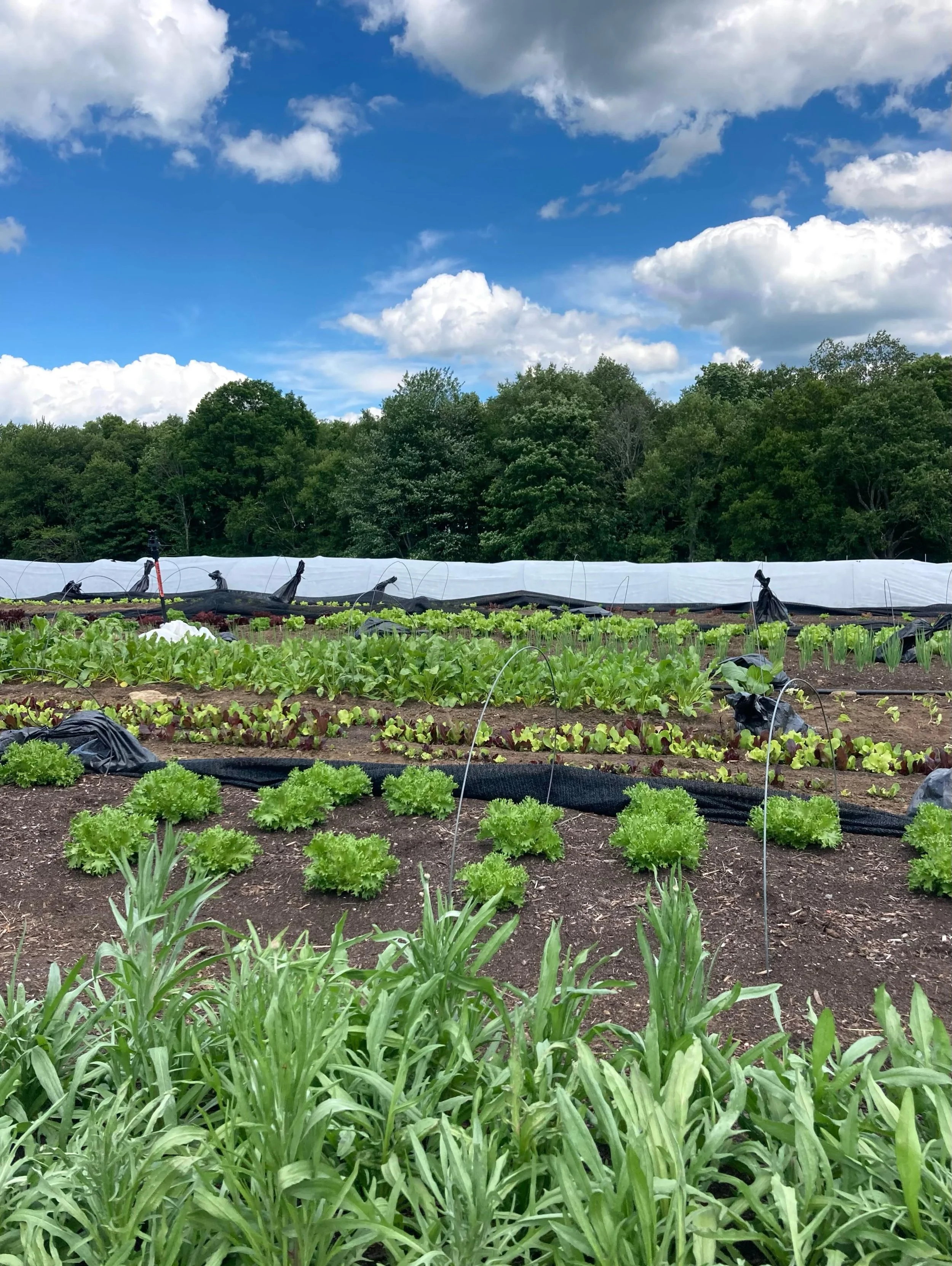 The 2026 season is underway! We are off to a great start with a ton of gorgeous greens ready to be enjoyed! Bok choy, lettuce, arugula and more! If you&rsquo;re interested in local, certified organic vegetables, make sure to sign up for our email lis