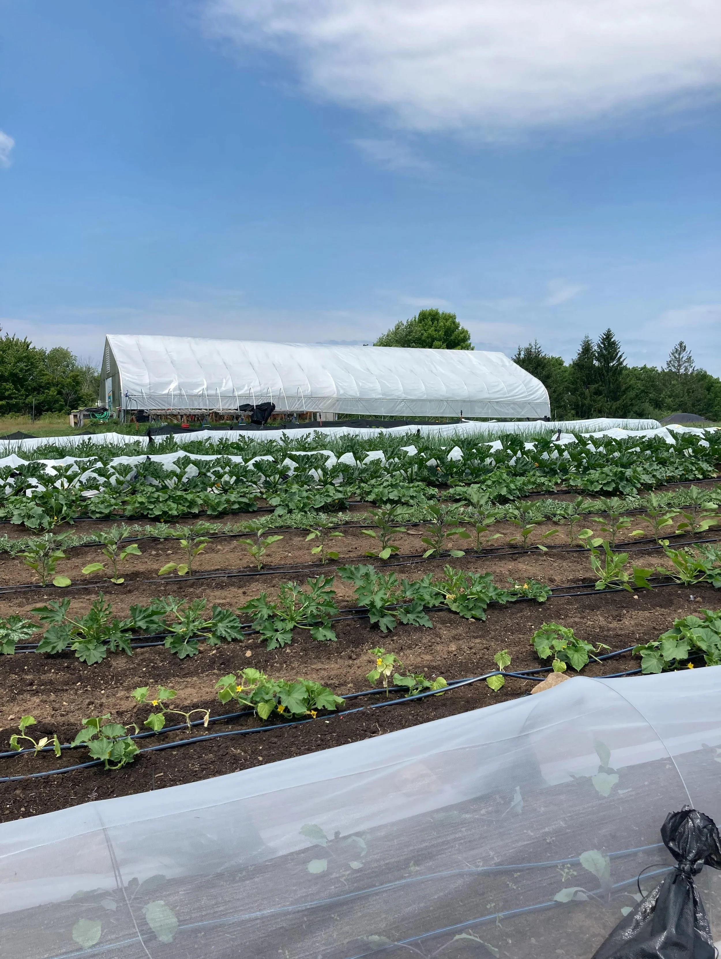 Views from the field! 😎 We&rsquo;re on week 3 of our vegetable distributions through our email list! Interested in getting the weekly harvest list in your inbox? Follow the link 🔗 in our bio to sign up today!