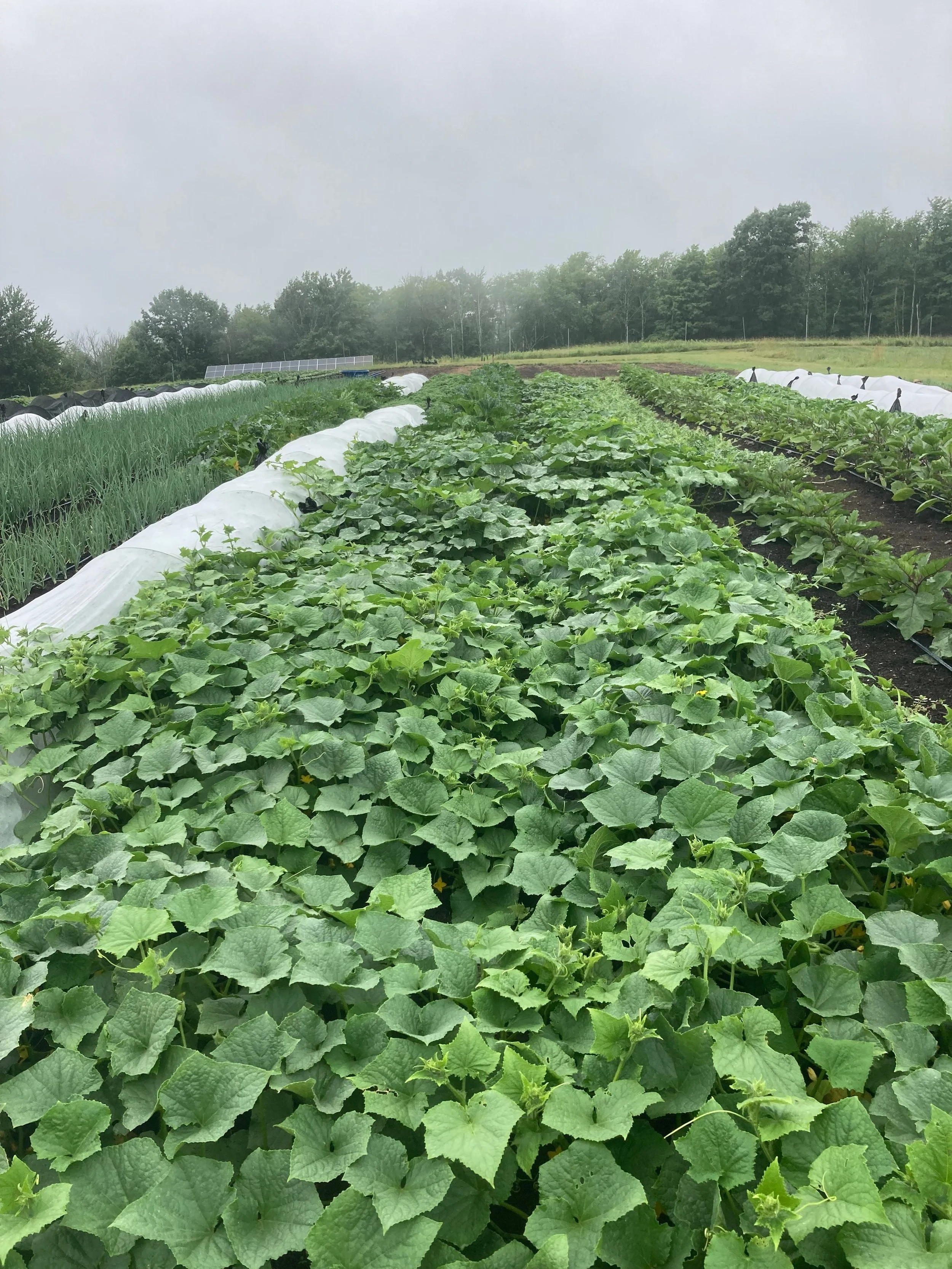 Last week&rsquo;s heat combined with 3 inches of rain over the weekend resulted in our cucurbits having a huge growth spurt! Massive leaves are hiding some fun surprises! Summer squash and cucumbers have been added to the harvest list and we&rsquo;re
