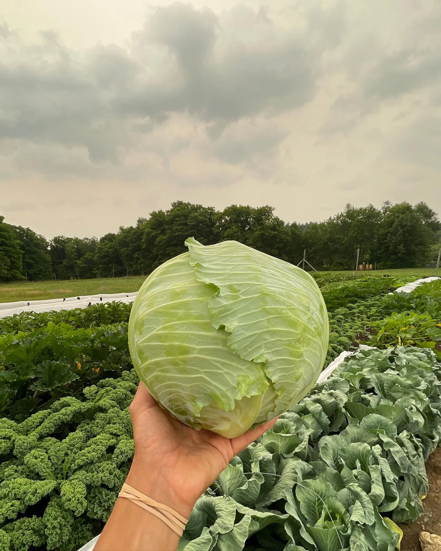 From the field this week. 
⭐️ Our first cabbage harvest of the season. Off to a good start! 
🥬 @row7seeds Teagan lettuce looking beautiful as always 
🥒 Cucumbers are in full swing
🧅 Just look at those scallions 😍 
🔥 Wild fire smoke casting a red