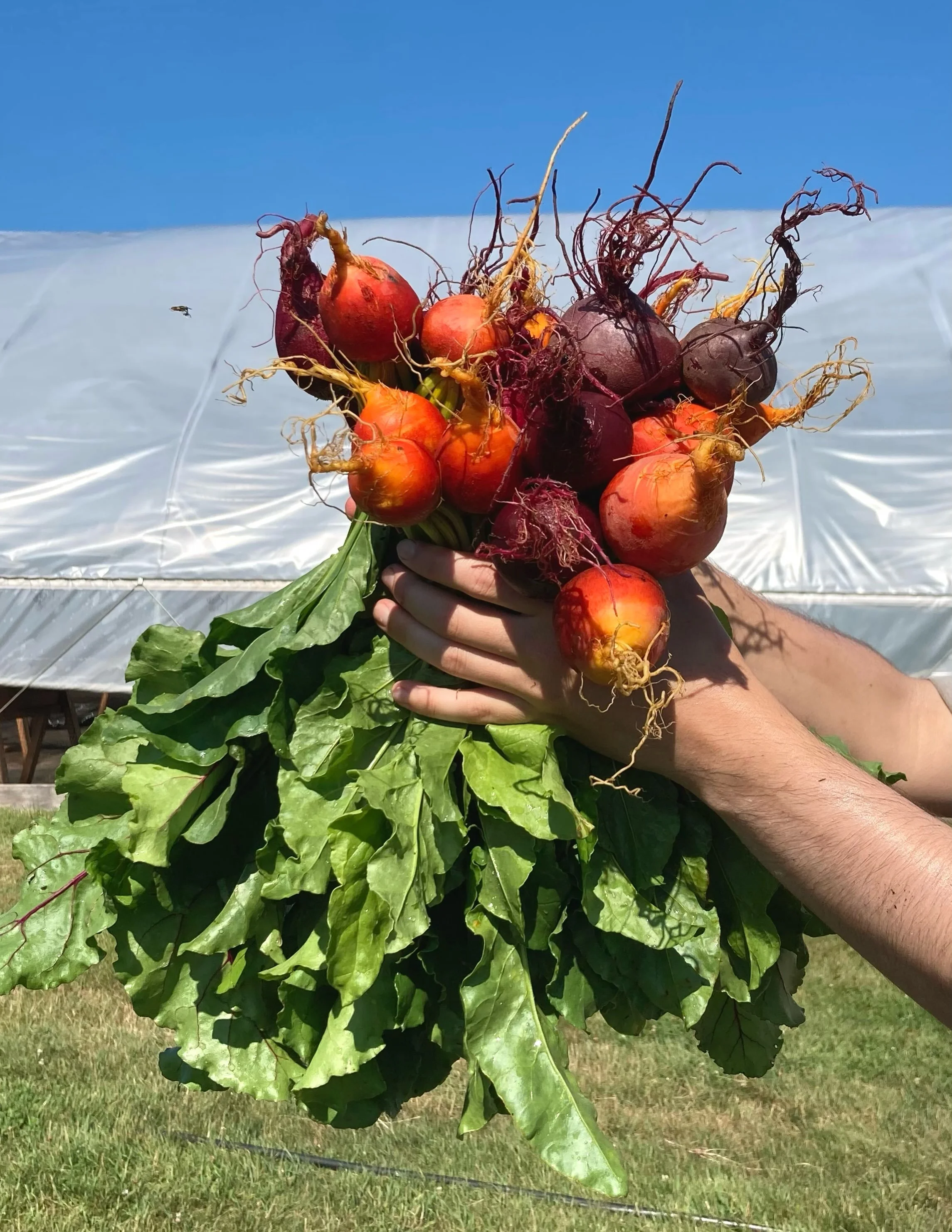Some photos from our harvest this week! Find us at the Barkhamsted Farmers market on Saturday, July 25th from 9am-1 pm. Can&rsquo;t make it to the market? Sign up for our email list through the link in our bio 
 
#CTgrown #certifiedorganic #connectic