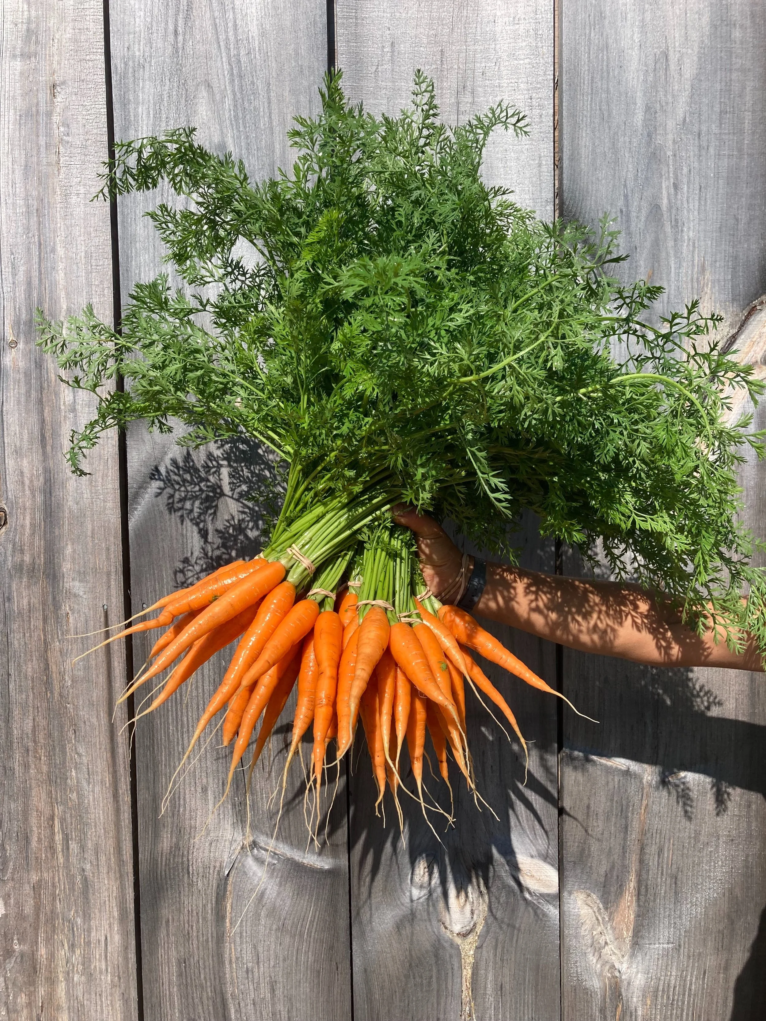 From the field this week! 

#ctgrownorganic #smallfarm #northwestcorner #connecticut