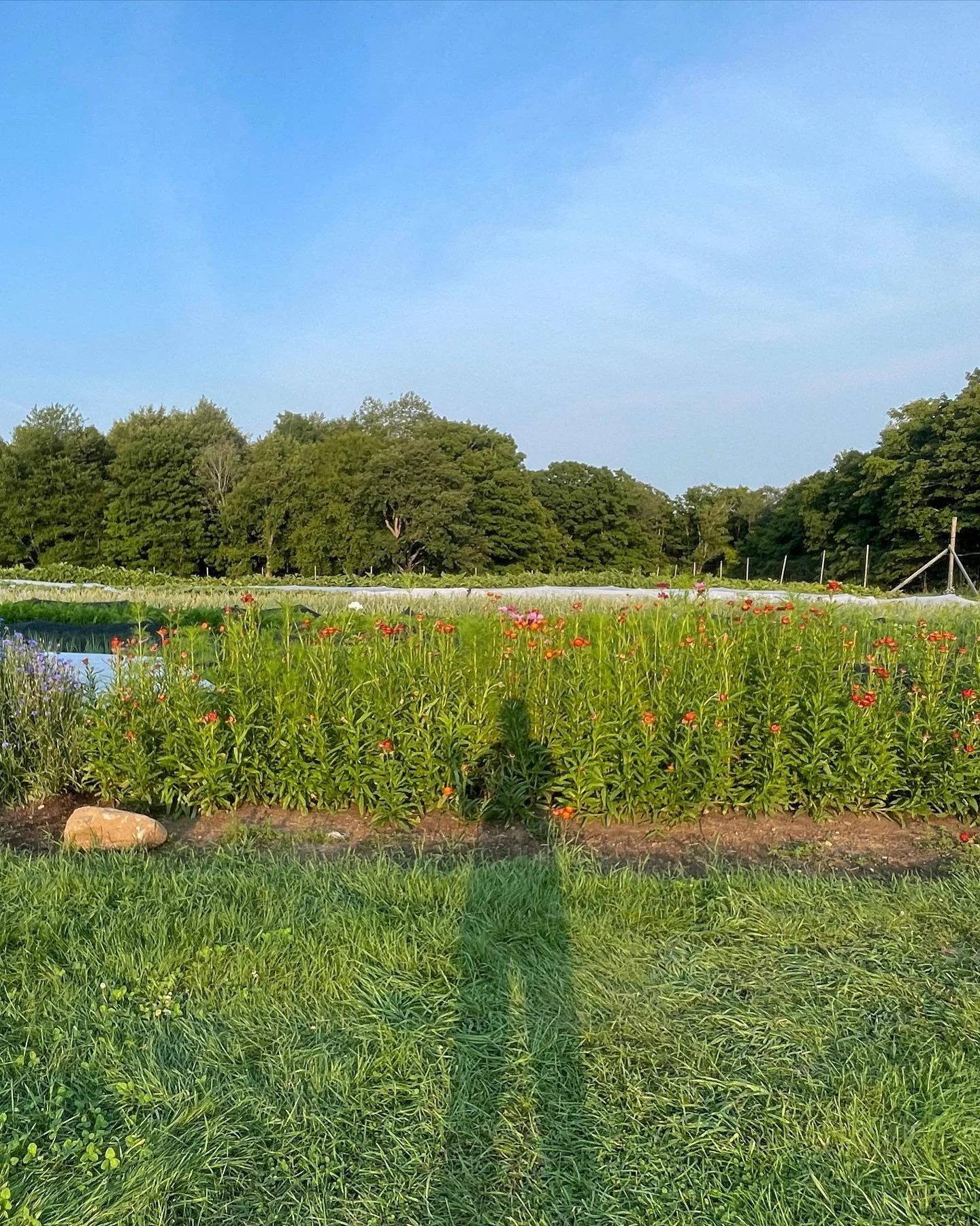 August 11 ⏩ May 11 

This is the view as we&rsquo;re walking out of the farm at the end of each day. It&rsquo;s hard to see how much it changes day by day but looking back at this photo from May really shows the progress we&rsquo;ve made! Grateful fo