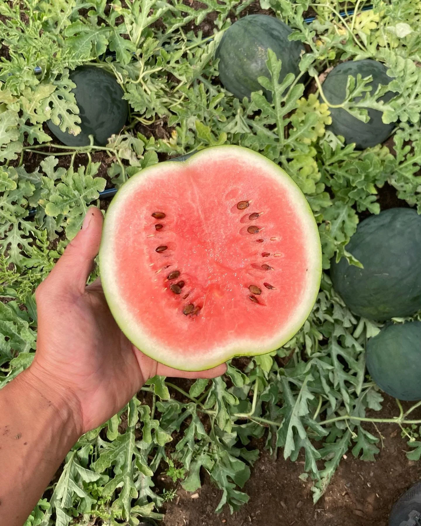 Find us at the Northwest Farm to Fork Market tonight! 
⏱️ 5 pm - 8 pm 
📍 Norbrook Farm Brewery, 204 Stillman Hill Rd, Colebrook, CT 

Lettuce, peppers, tomatoes, watermelon, carrots, eggplant, cabbage, scallions, and MORE!