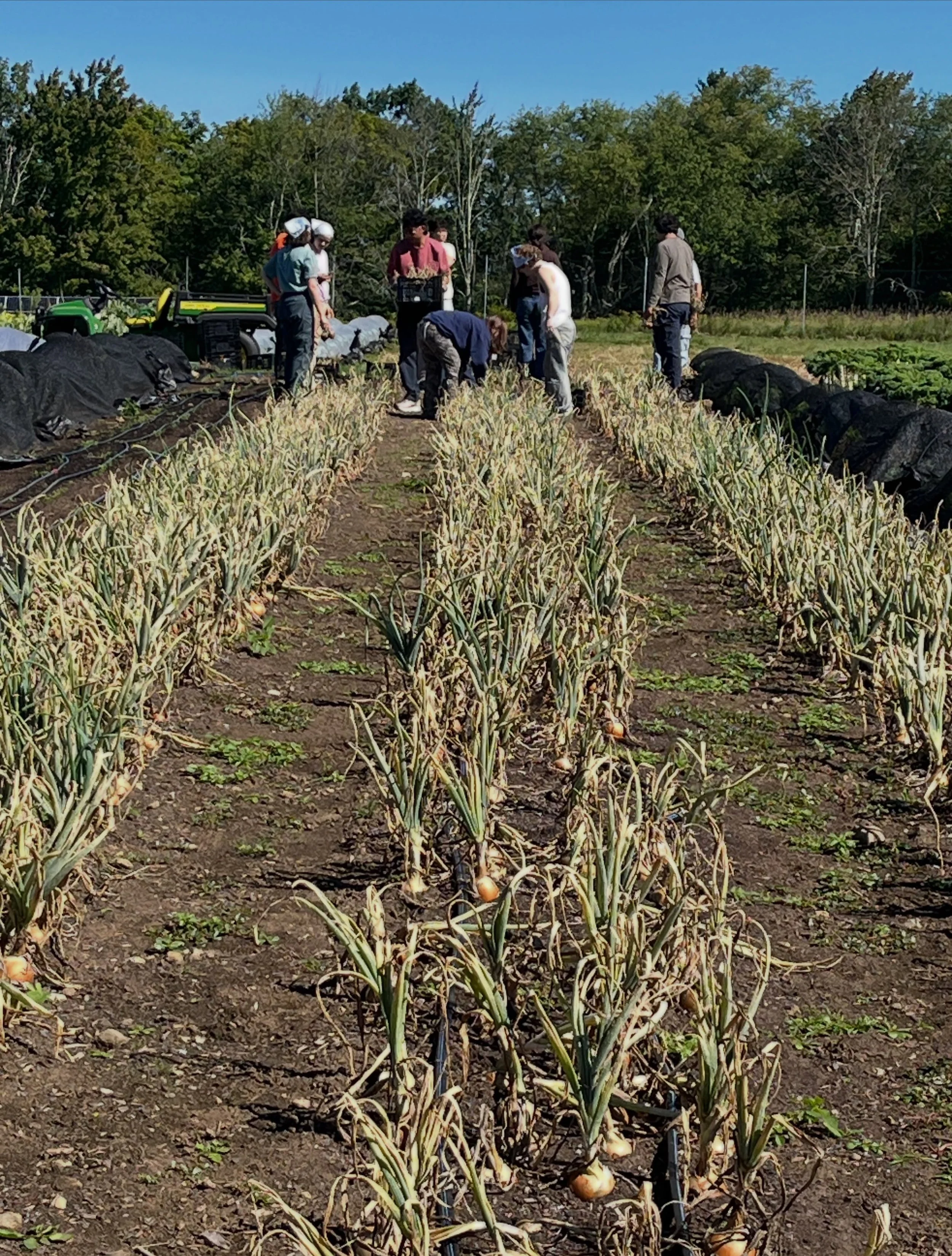 300&rsquo; of onions harvested and ready to cure in no time! Thank you so much to the awesome team from @yaleharvest for their great work, including a big carrot harvest, parking sign painting craftiness, and making a giant 1/8 acre tarp a cinch to l