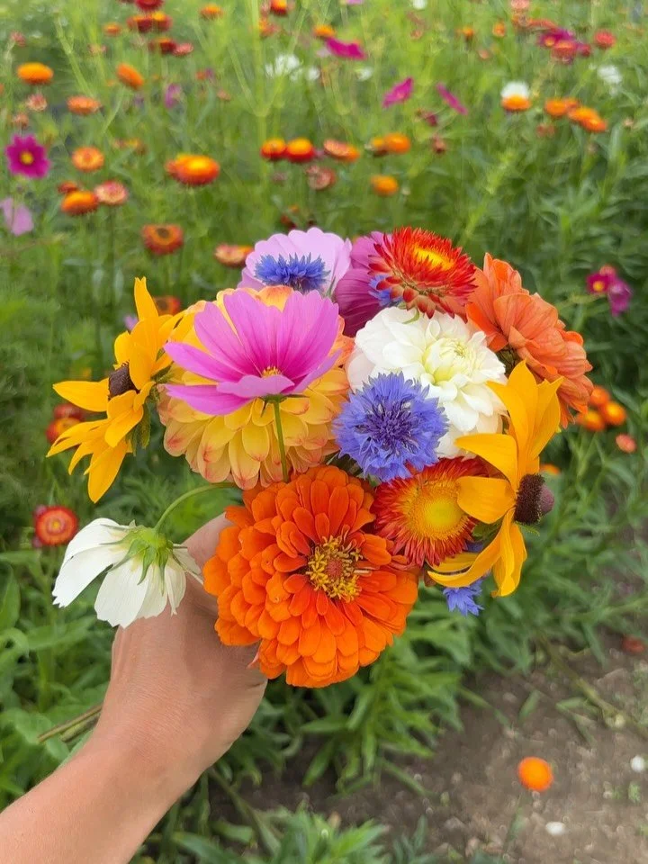 On the Harvest List: Week 12!

Looking for fresh produce in the Northwest CT? Check out the link 🔗 in our bio to sign up for our weekly Harvest List emails! 

#ctgrownorganic #certifiedorganic #smallscalefarming