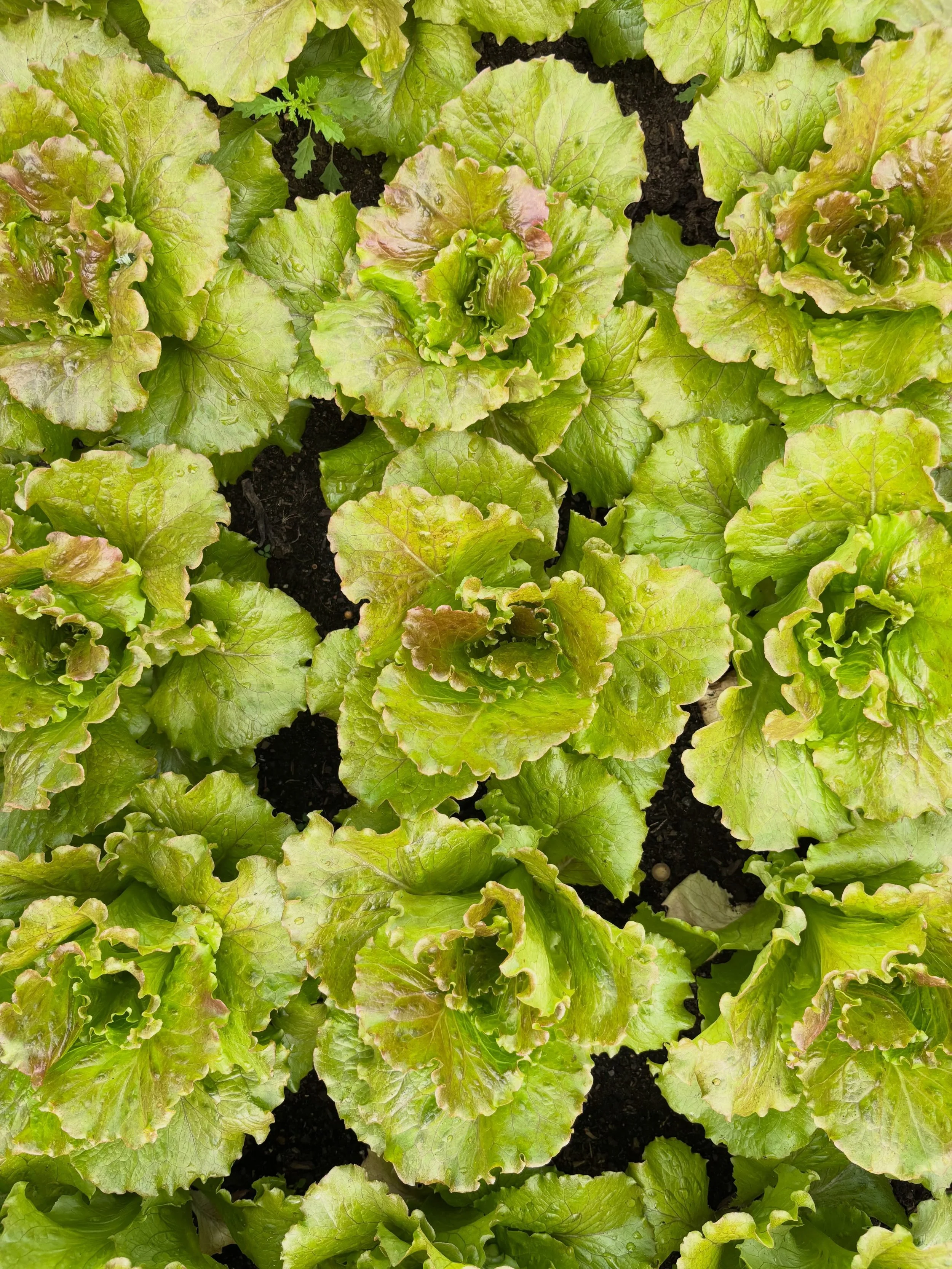 Find us at @northwestfarmtofork tonight (9/16) from 5pm-8pm. 

Lettuce, tomatoes, cabbage, onions, winter squash and more!

#ctgrownorganic