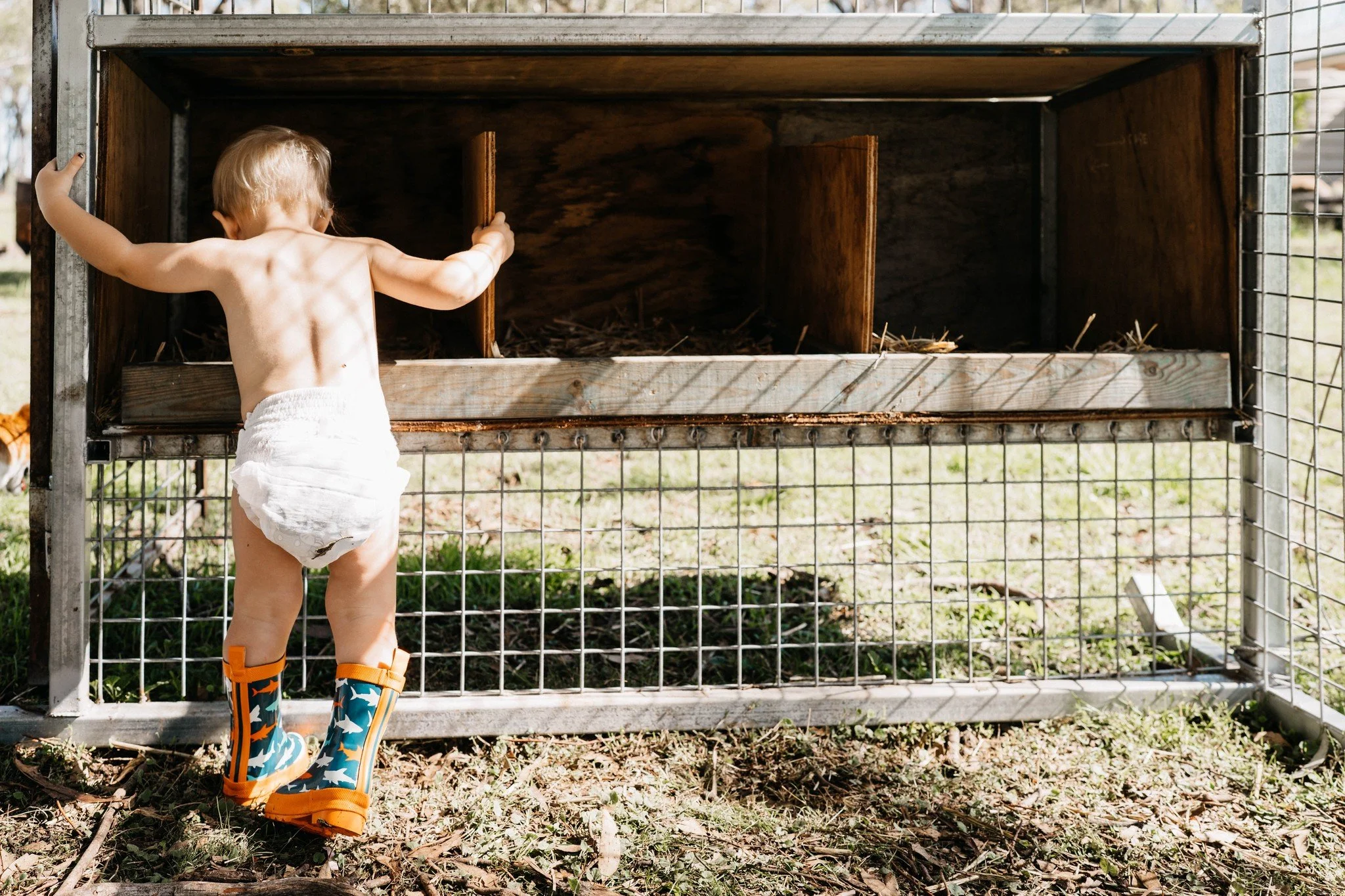 When it's your job to check for eggs... 
Gumboots a must, clothing optional.