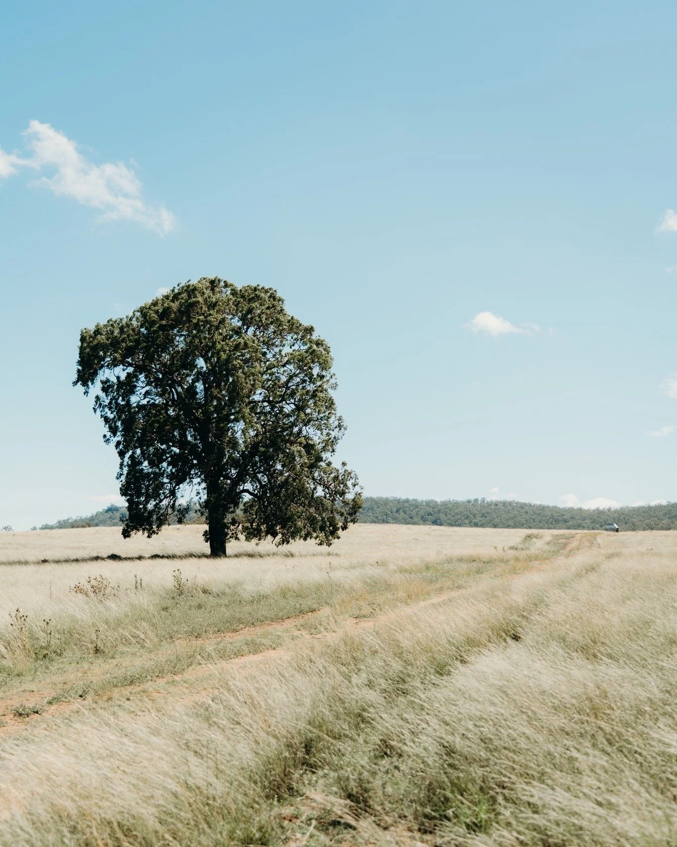 Field notes AI could never make... 

#bushkids #ruralphotography #realmoments #analoguelife