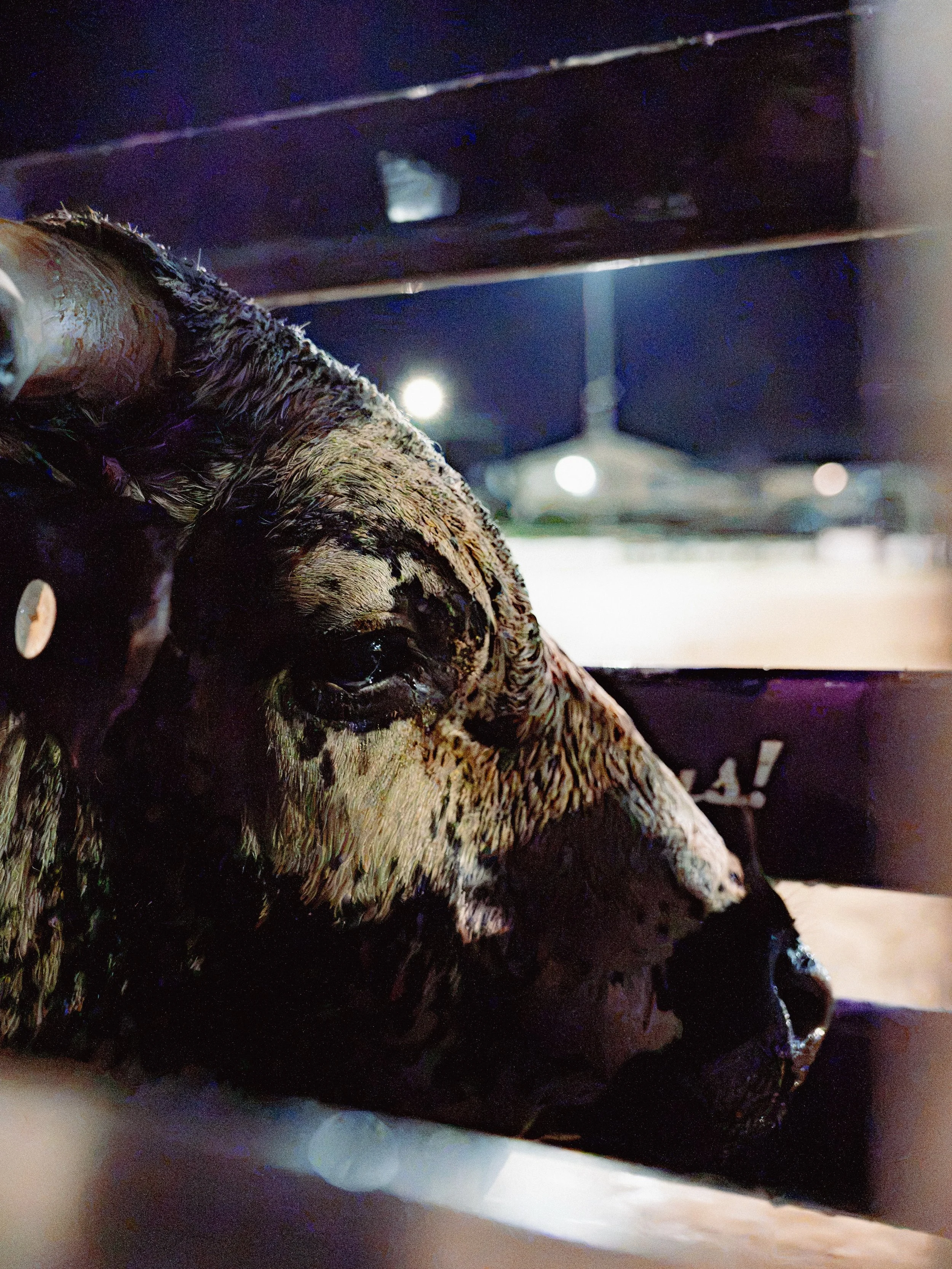 A rodeo story&hellip;