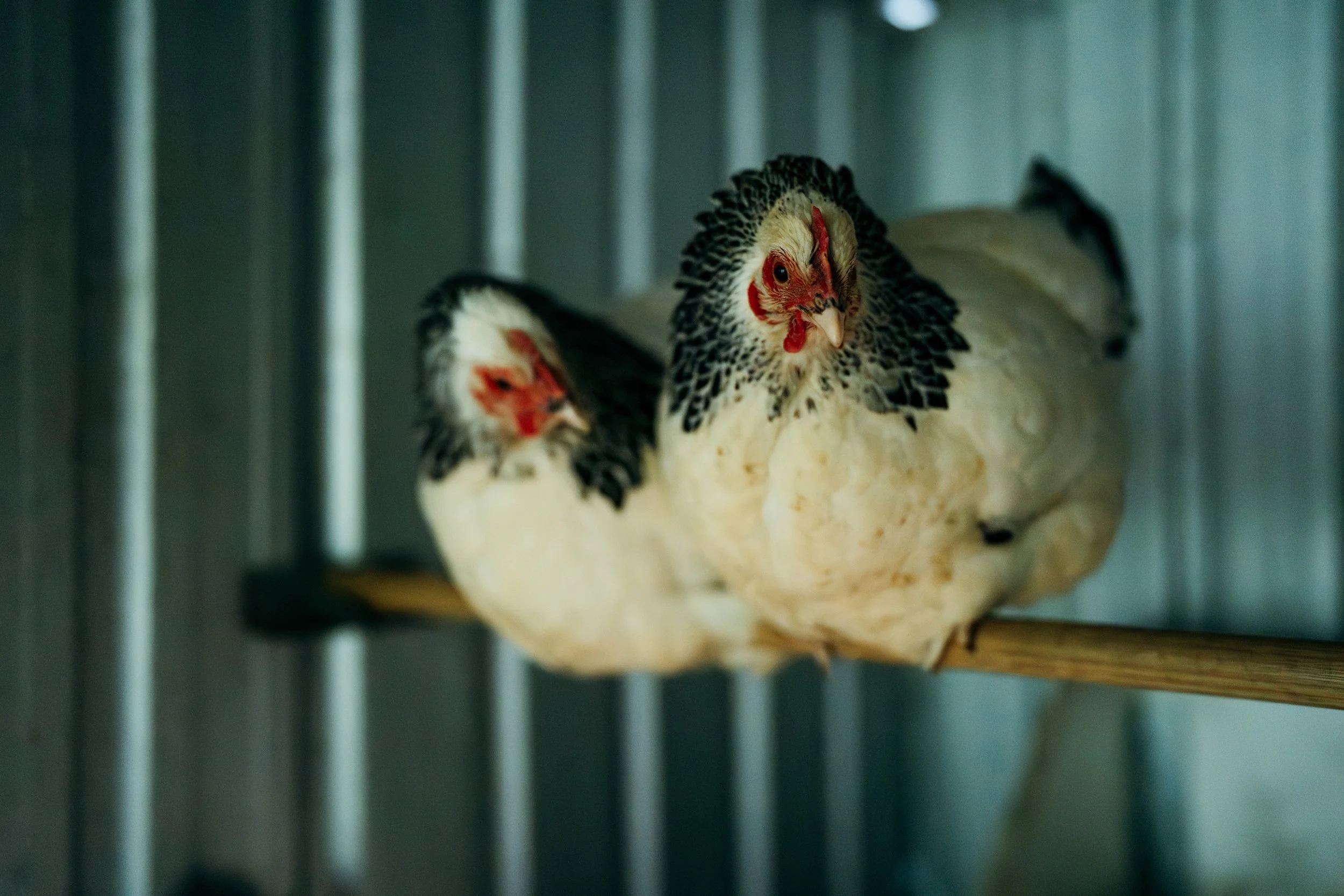 Numinbah LR-00266.jpg